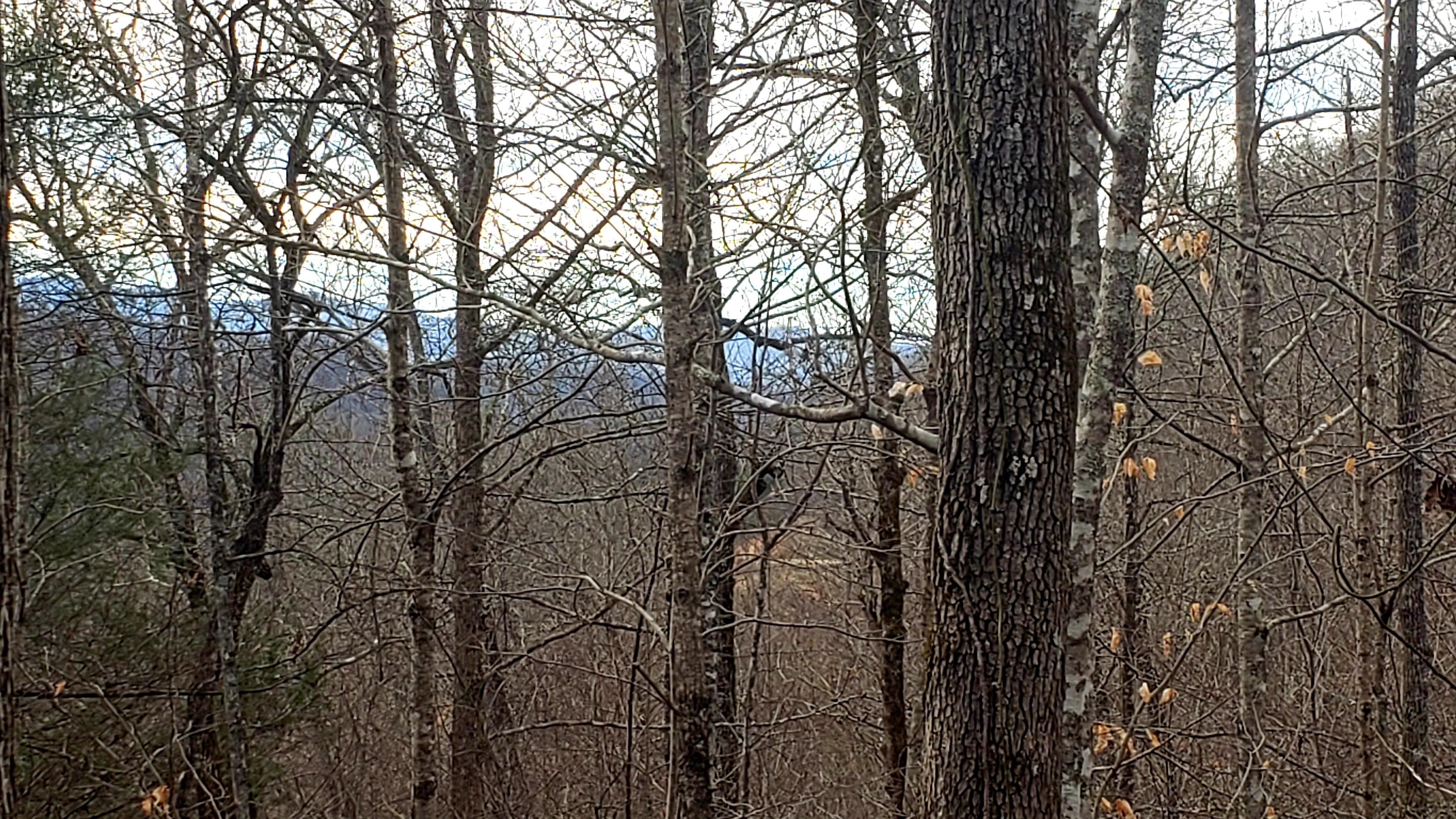 Cullowhee, Jackson County, NC Undeveloped Land for sale Property ID