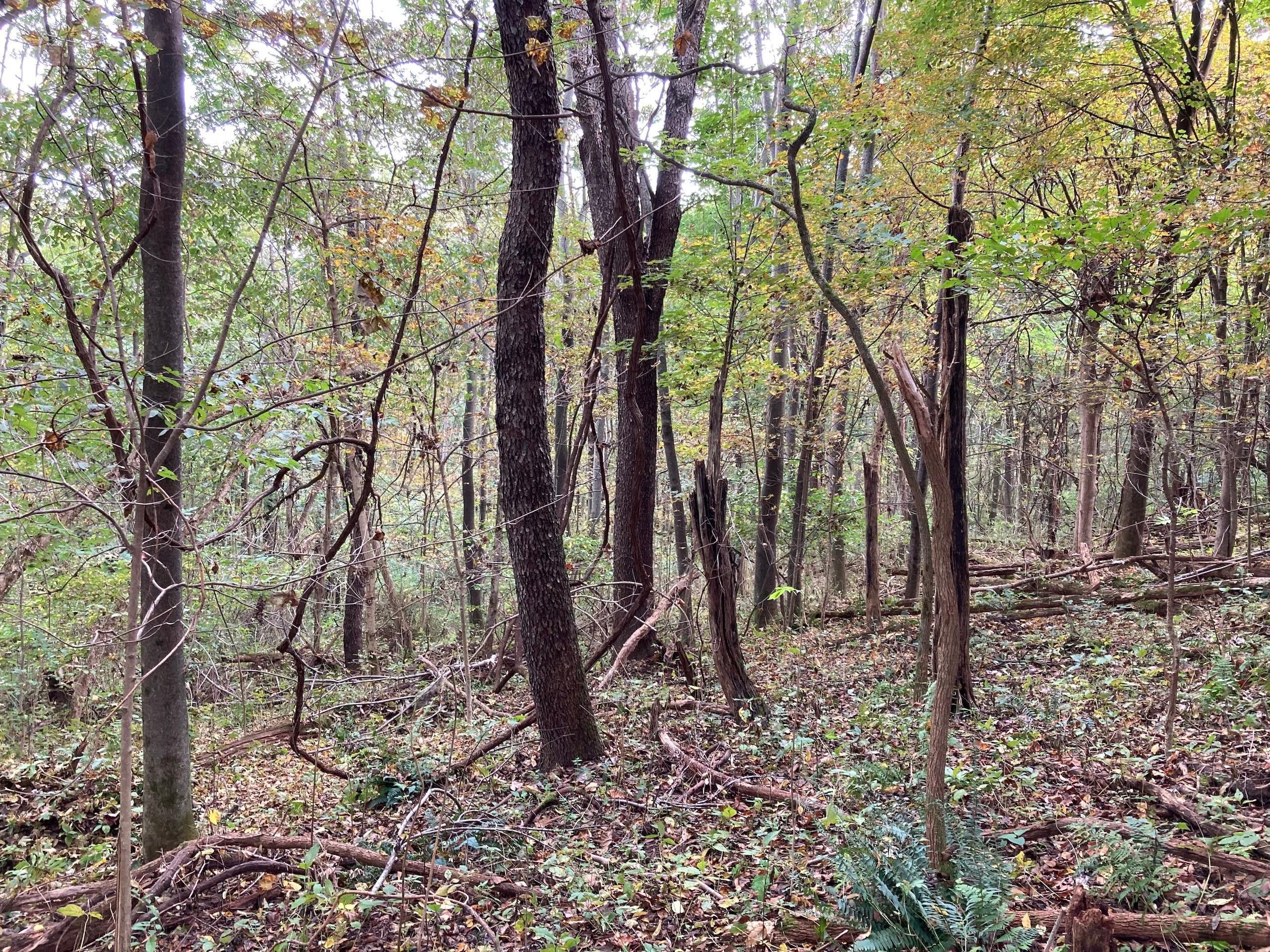 Dresden, Coshocton County, OH Recreational Property, Timberland