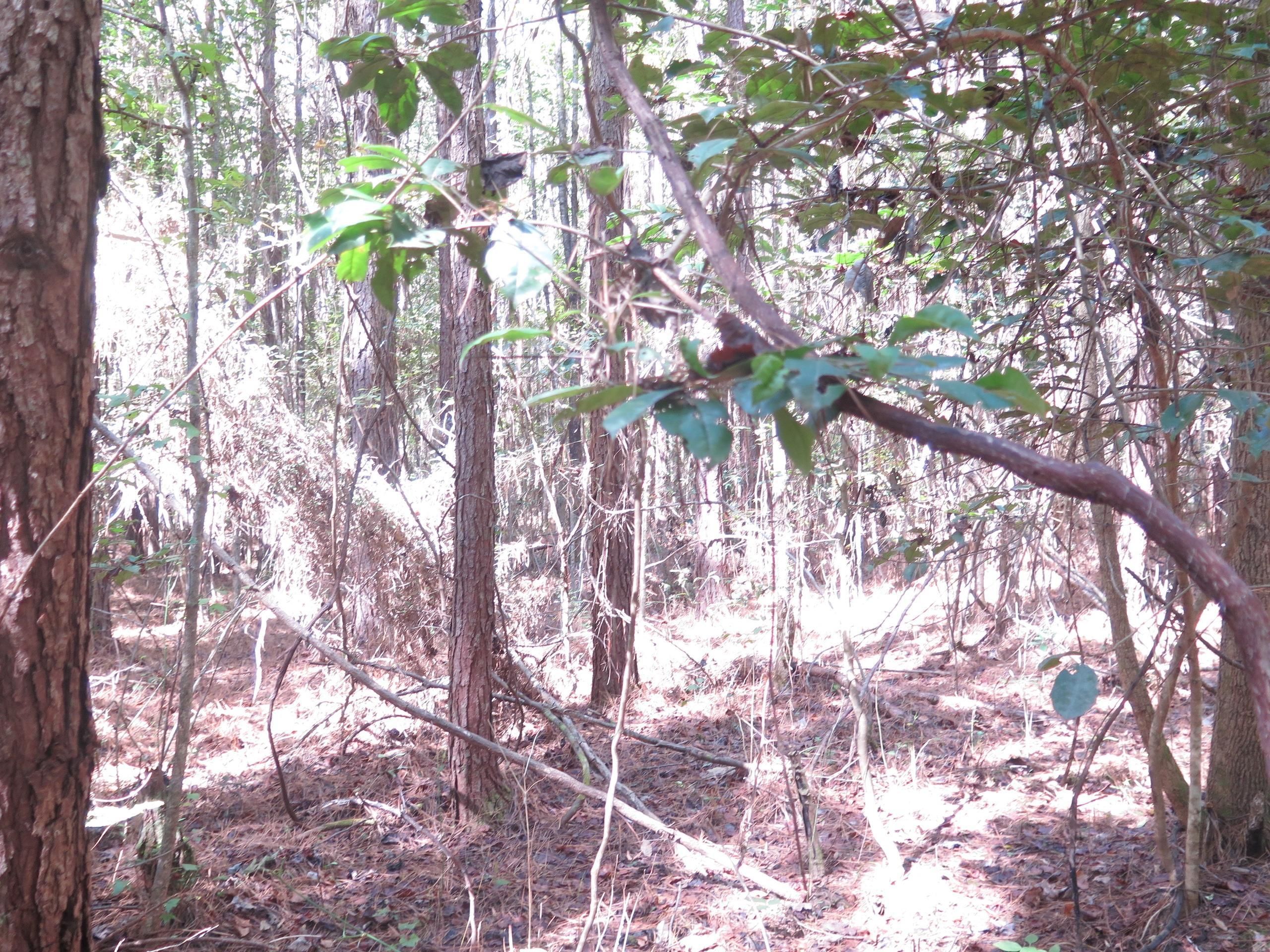 Heidelberg, Jasper County, MS Recreational Property, Timberland