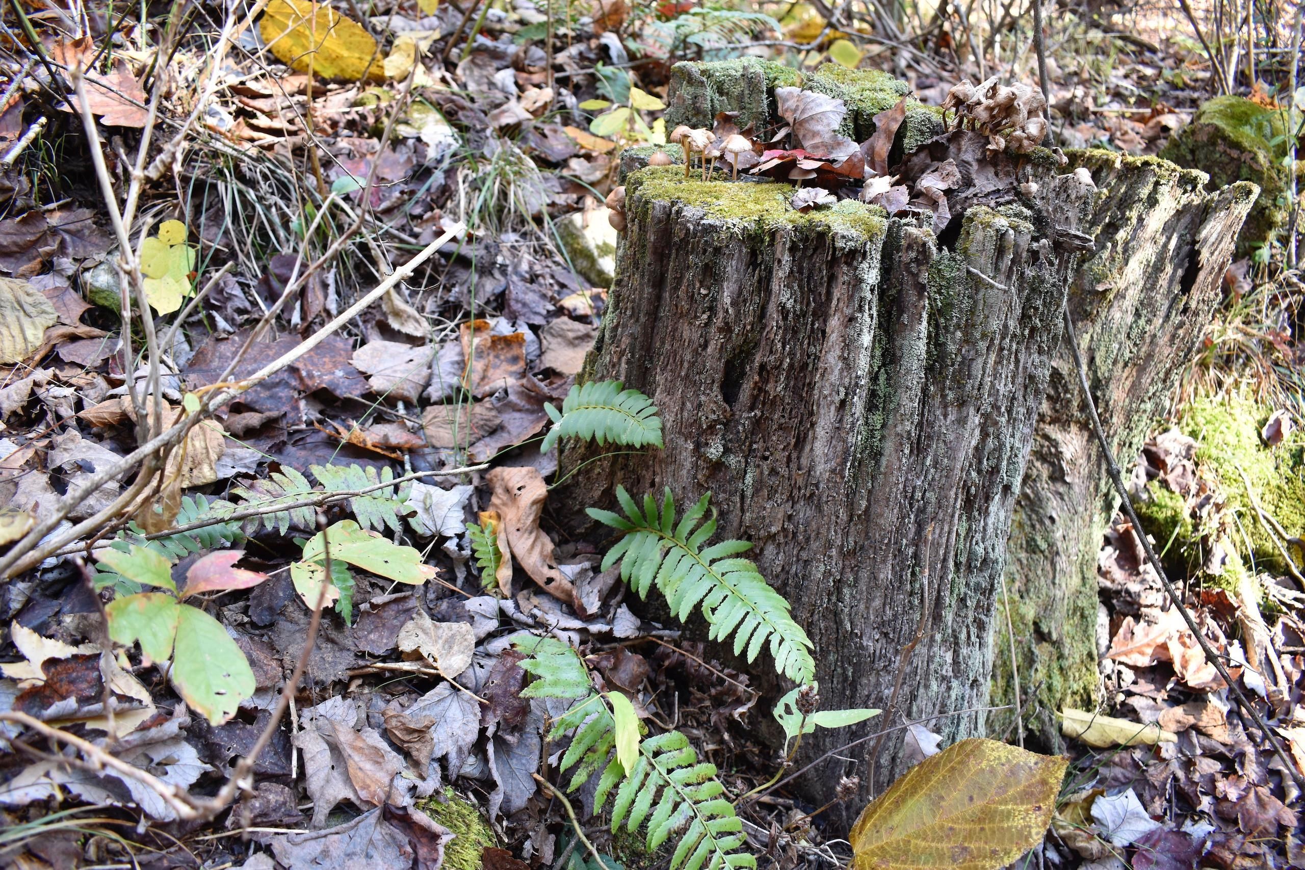 Vanzant, Douglas County, MO Recreational Property, Timberland Property, Hunting Property for