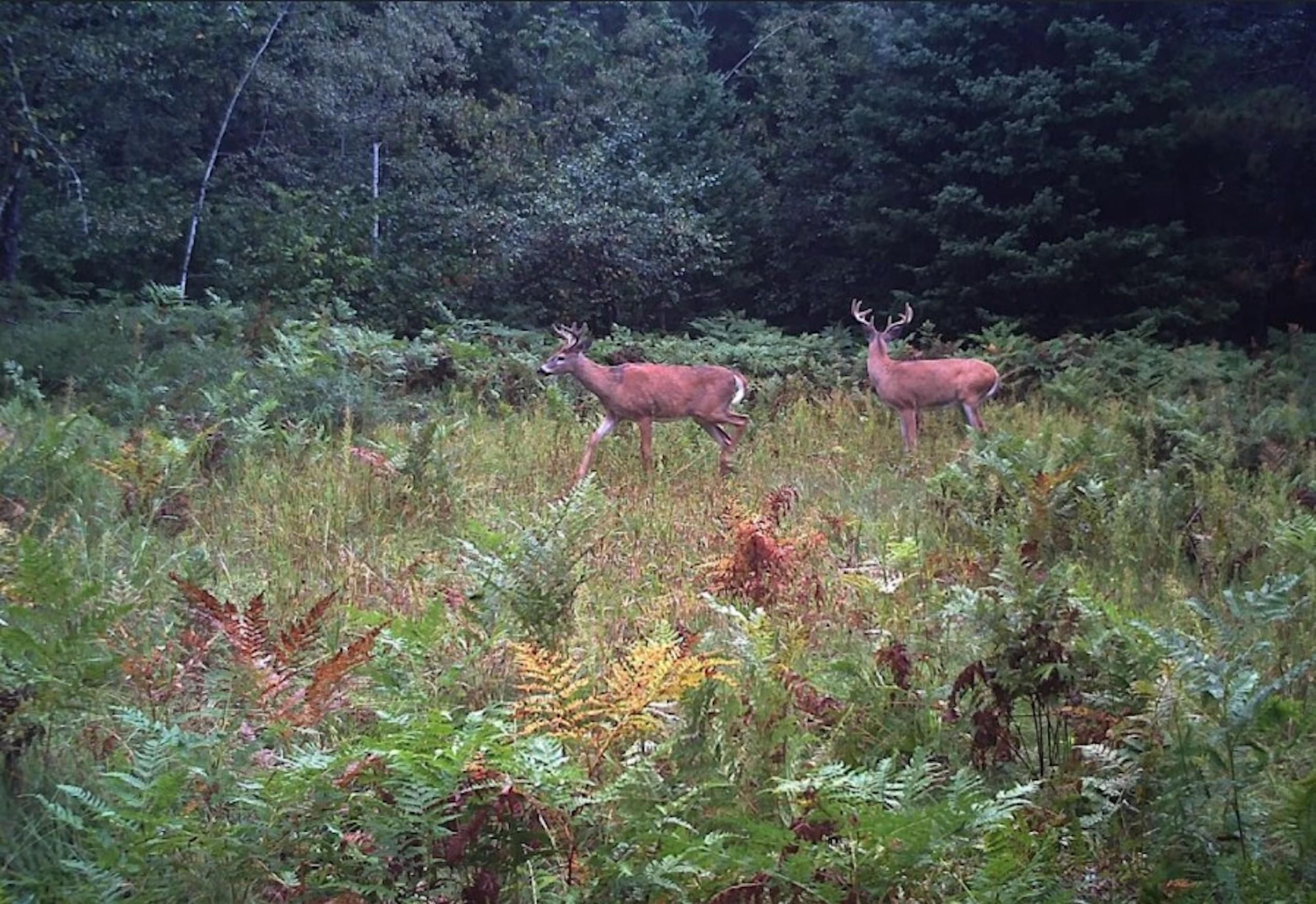 Florence, Florence County, WI Recreational Property, Hunting Property for sale Property ID