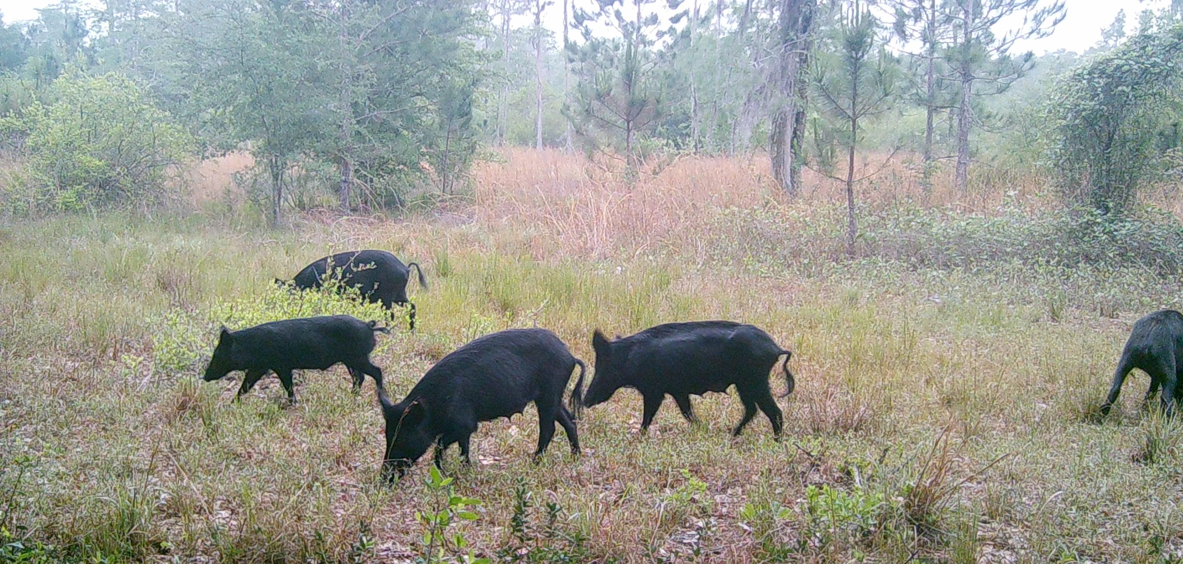 Lee, Madison County, FL Recreational Property, Timberland Property