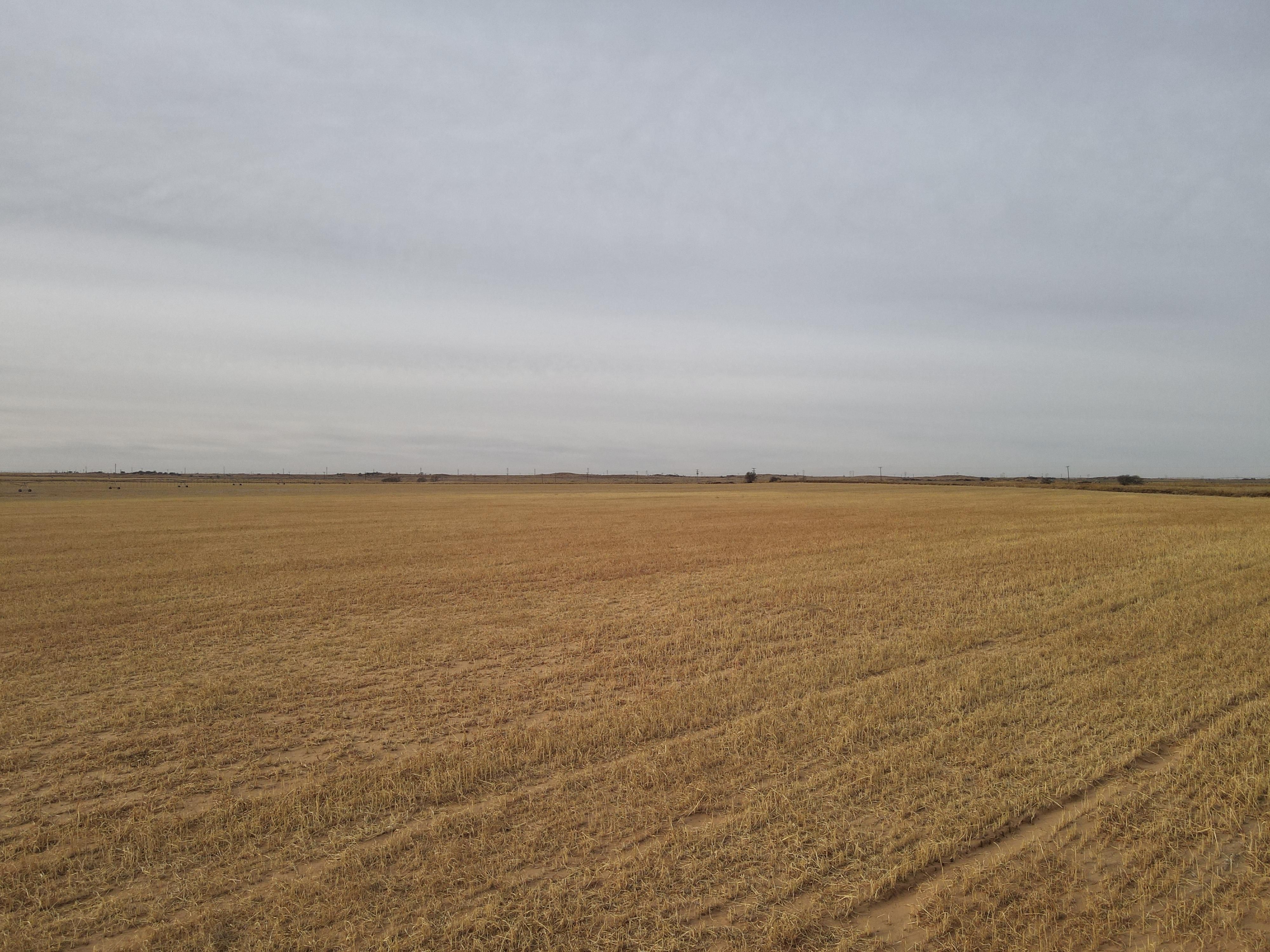 Cotton Center, Hale County, TX Farms and Ranches for sale Property ID