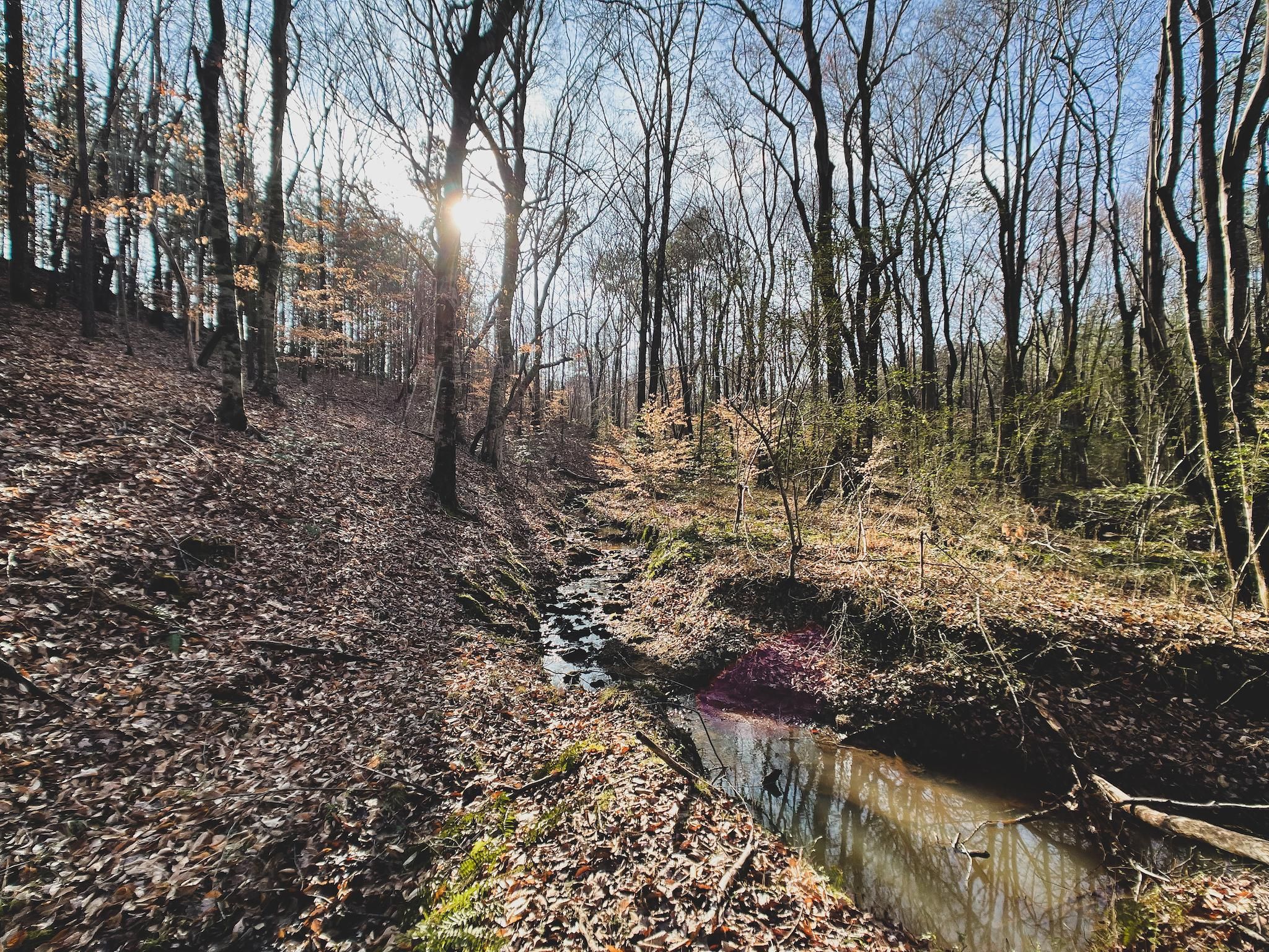 Macon, Warren County, NC Recreational Property, Timberland Property
