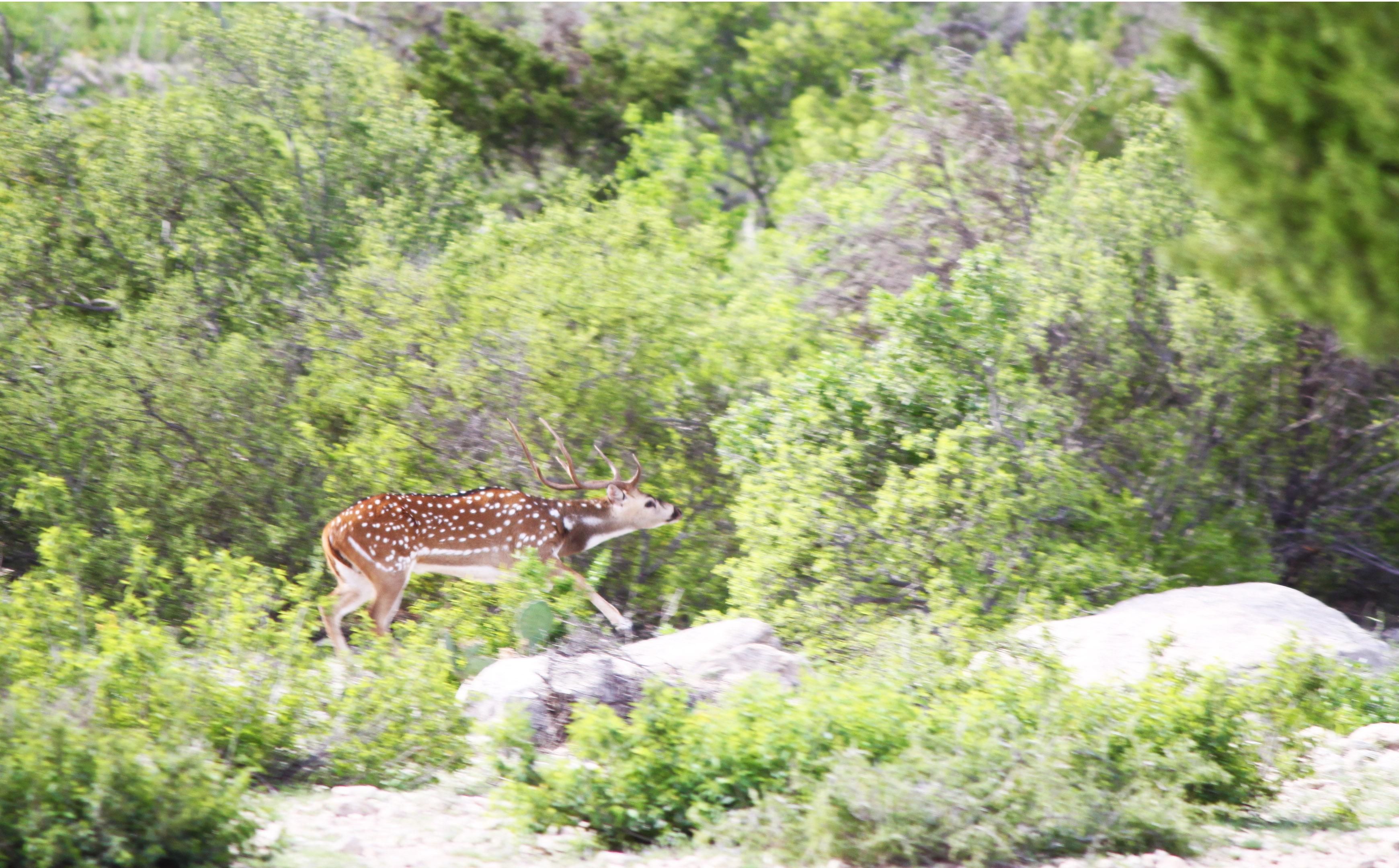 Loma Alta, Val Verde County, TX Farms and Ranches, Recreational
