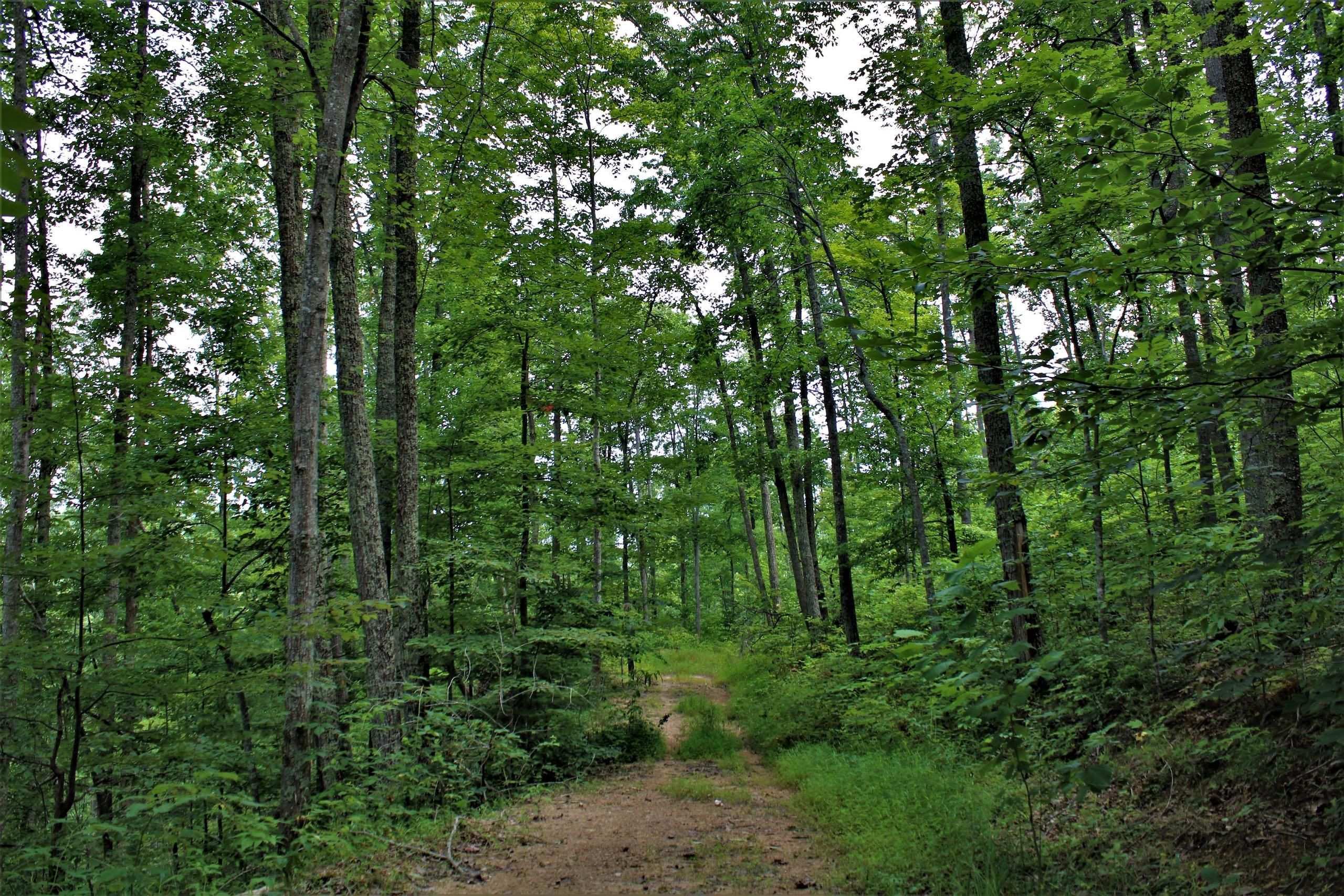 Campton, Wolfe County, KY Recreational Property, Timberland Property