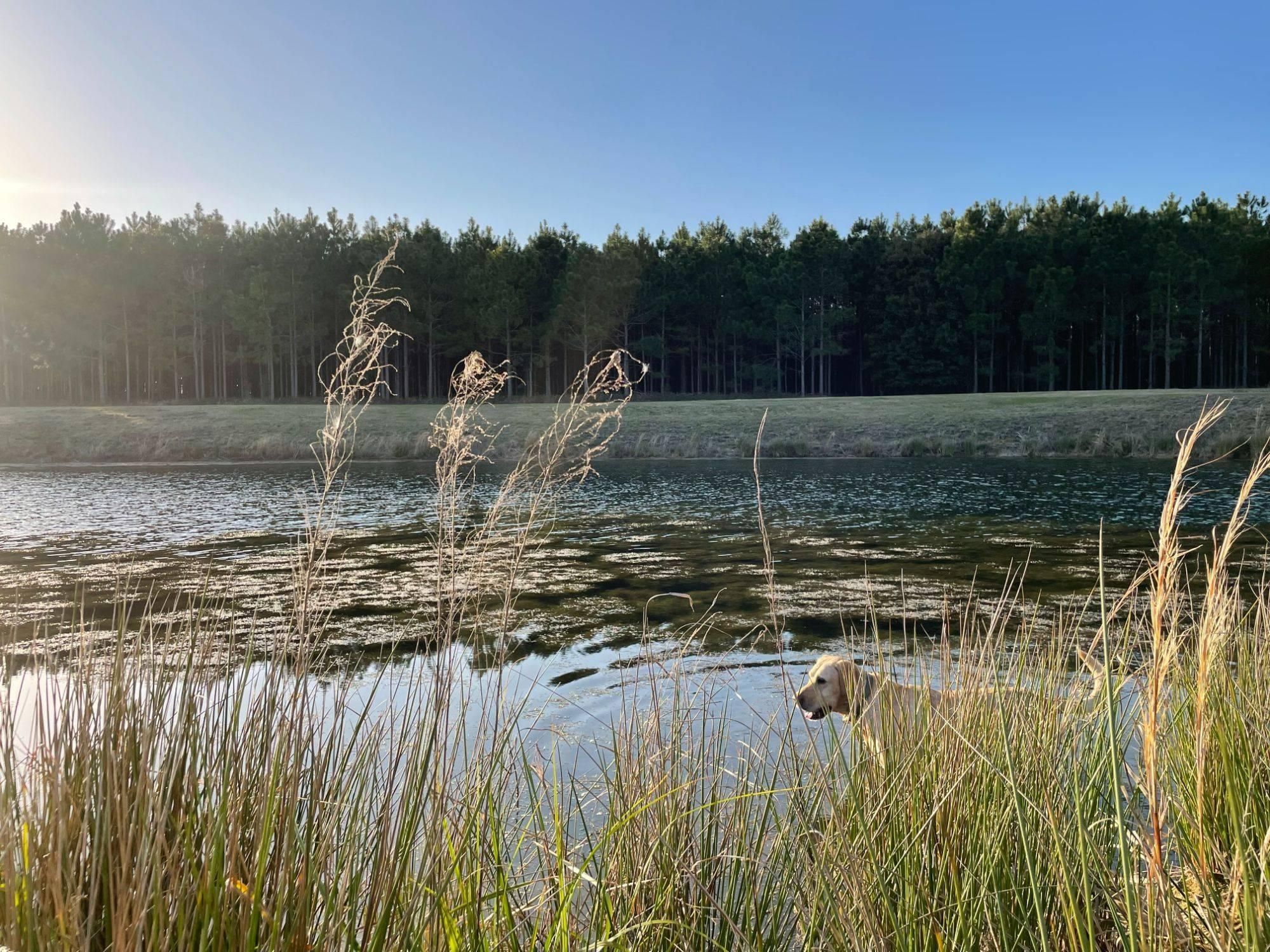 Greenville, Madison County, FL Recreational Property, Timberland