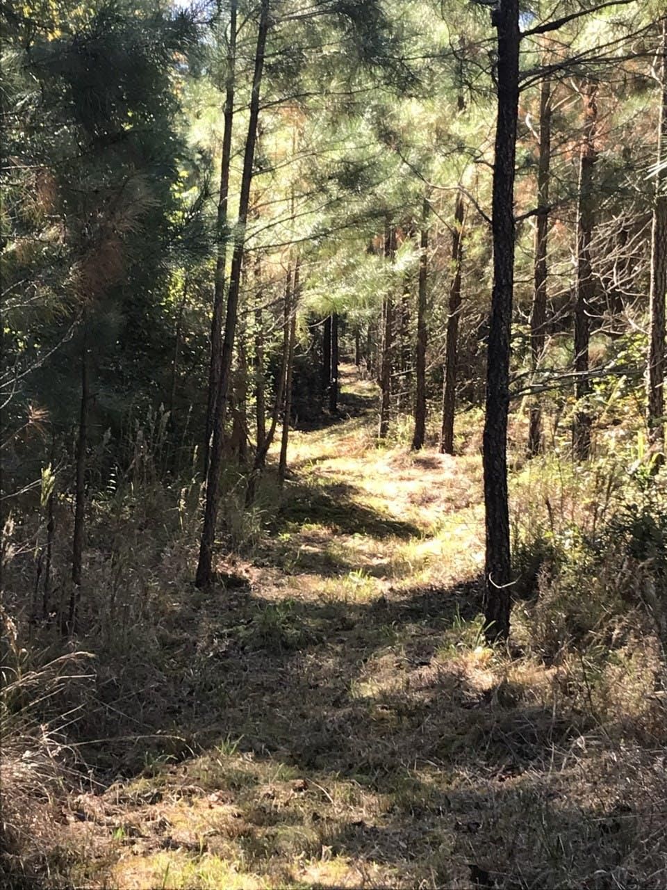 Carson, Dinwiddie County, VA Recreational Property, Timberland Property