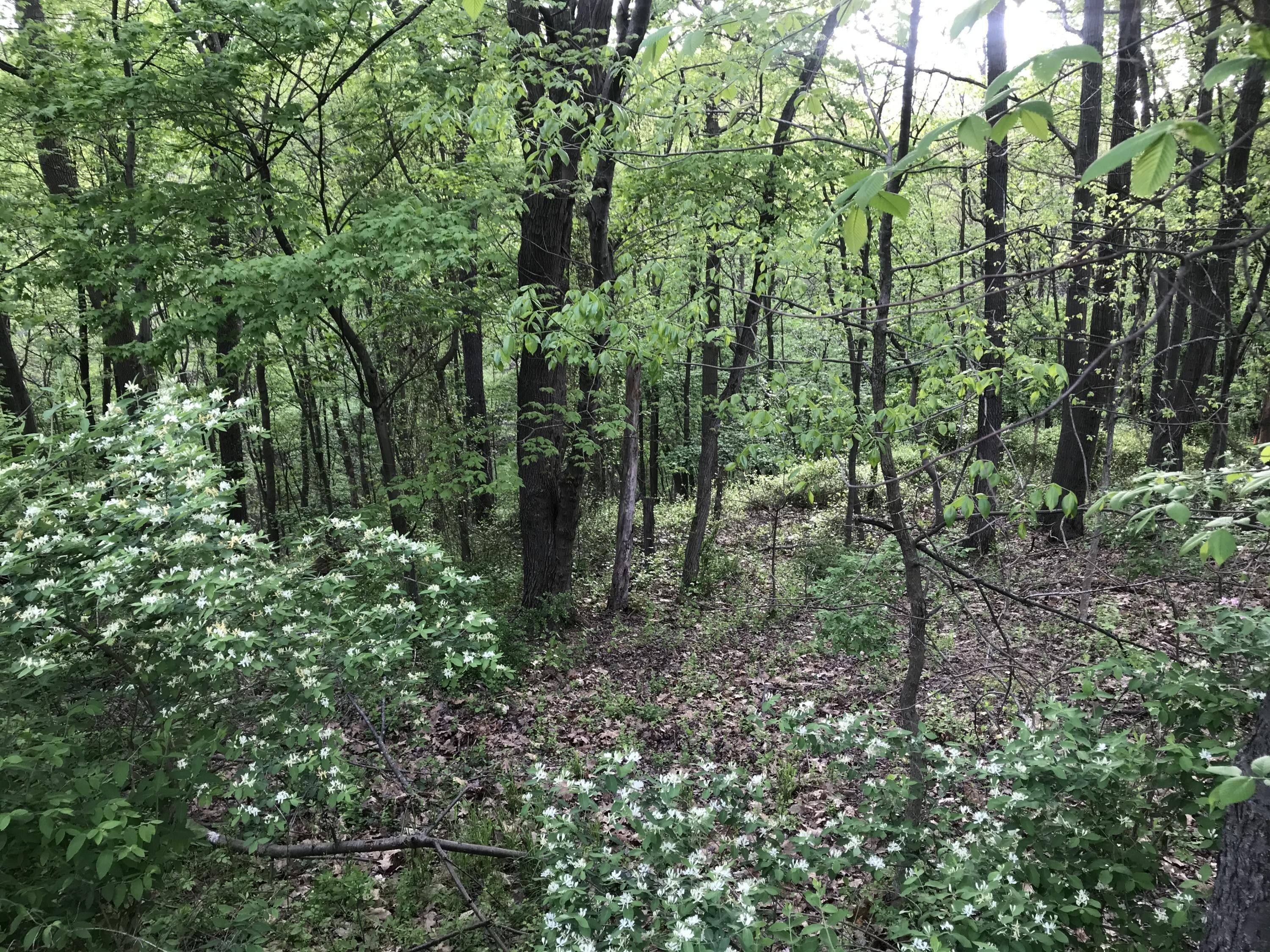 LOTS 41/42 WILD CHERRY Lane, Northumberland, PA 17857 MLS 2087319