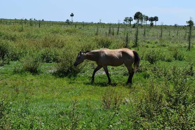 NW 144th Ave, Okeechobee, FL 34972 LandWatch
