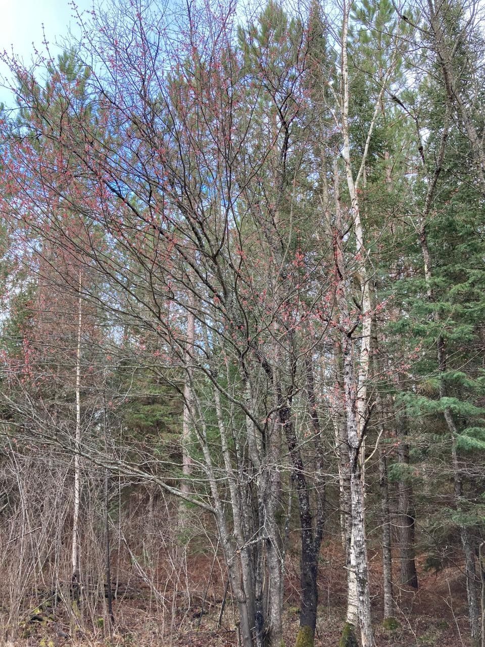 Wausau, Marathon County, WI Undeveloped Land for sale Property ID