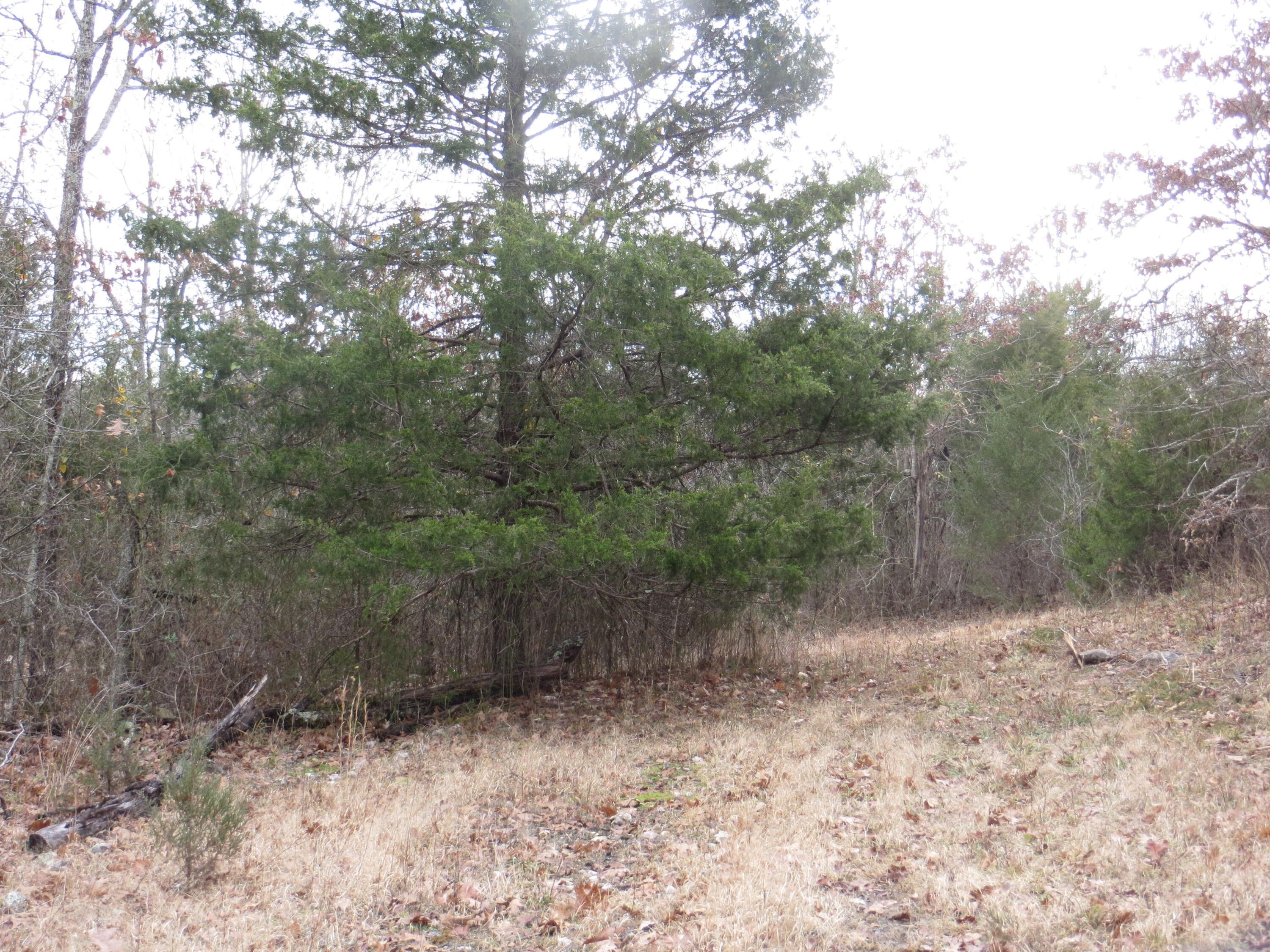 Mammoth Spring, Fulton County, AR Undeveloped Land for sale Property ID