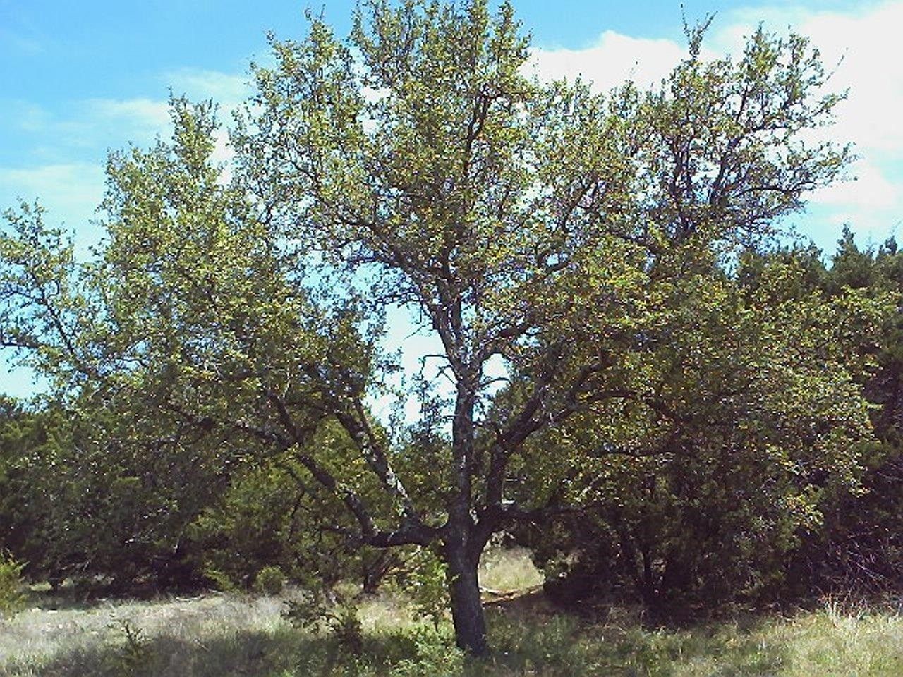 San Saba, San Saba County, TX Farms and Ranches for sale Property ID 412597117 LandWatch