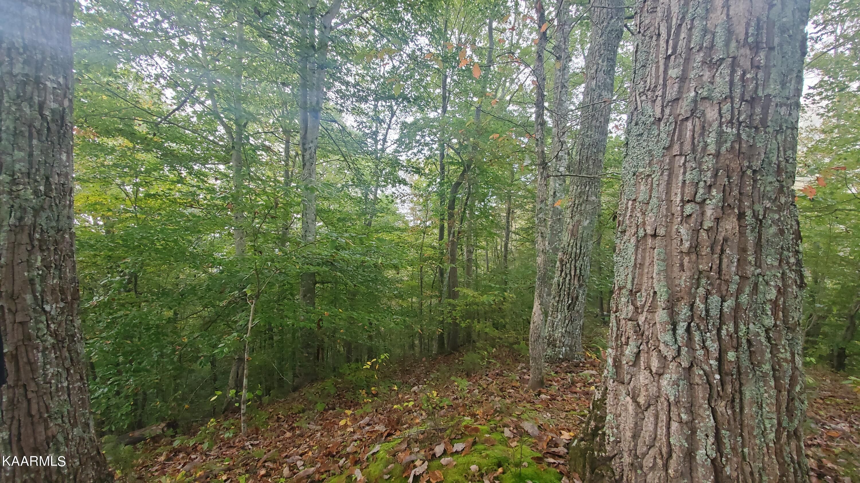 New Tazewell, Claiborne County, TN Undeveloped Land for sale Property