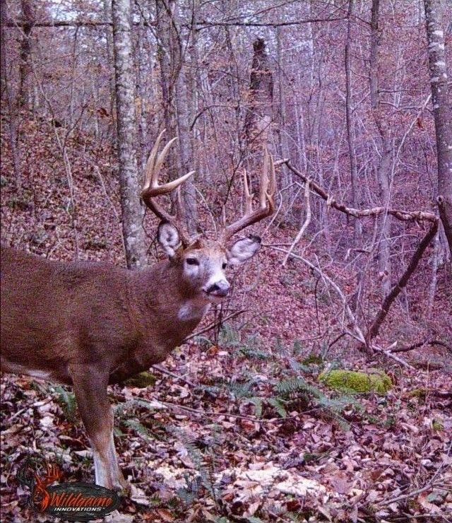 Vanceburg, Lewis County, KY Farms and Ranches for sale Property ID