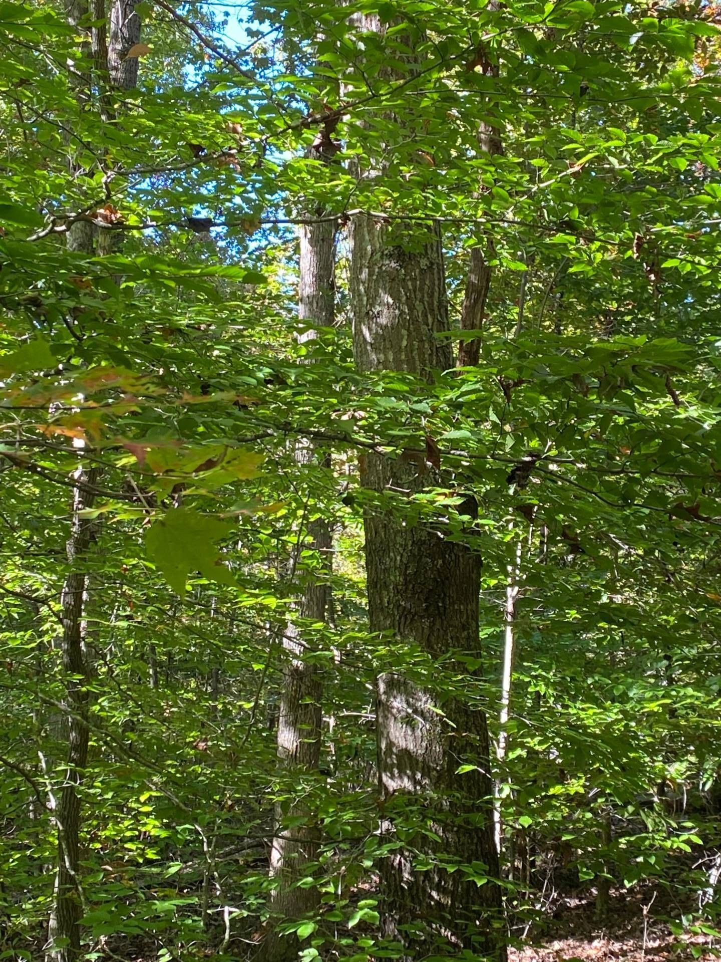 New Hope, Nelson County, KY Farms and Ranches for sale Property ID