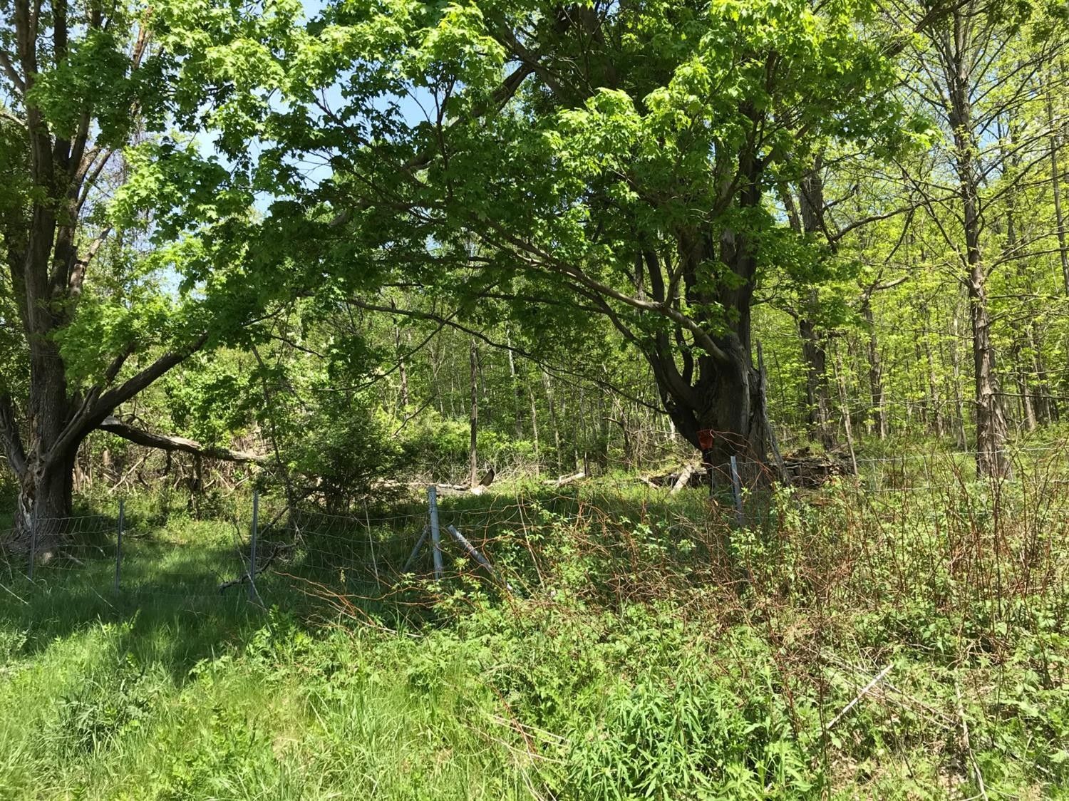 Hancock, Delaware County, NY Undeveloped Land for sale Property ID