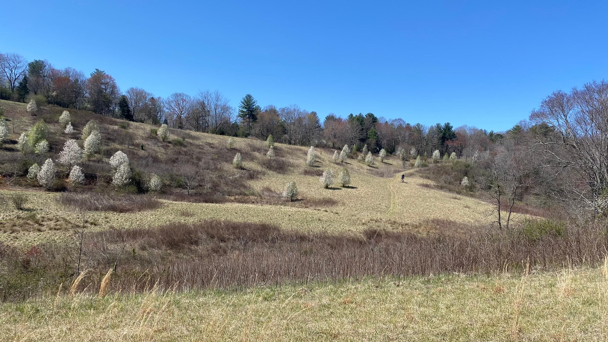 Ferguson, Wilkes County, NC Farms and Ranches, Undeveloped Land