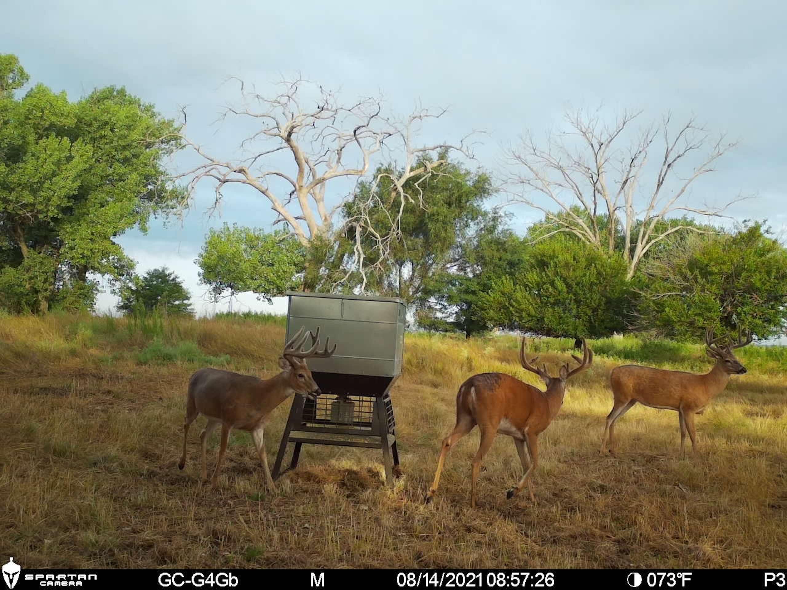 Dodge City, Ford County, KS Farms and Ranches, Timberland Property