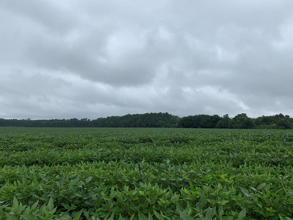 Kingstree, Williamsburg County, SC Undeveloped Land for sale Property