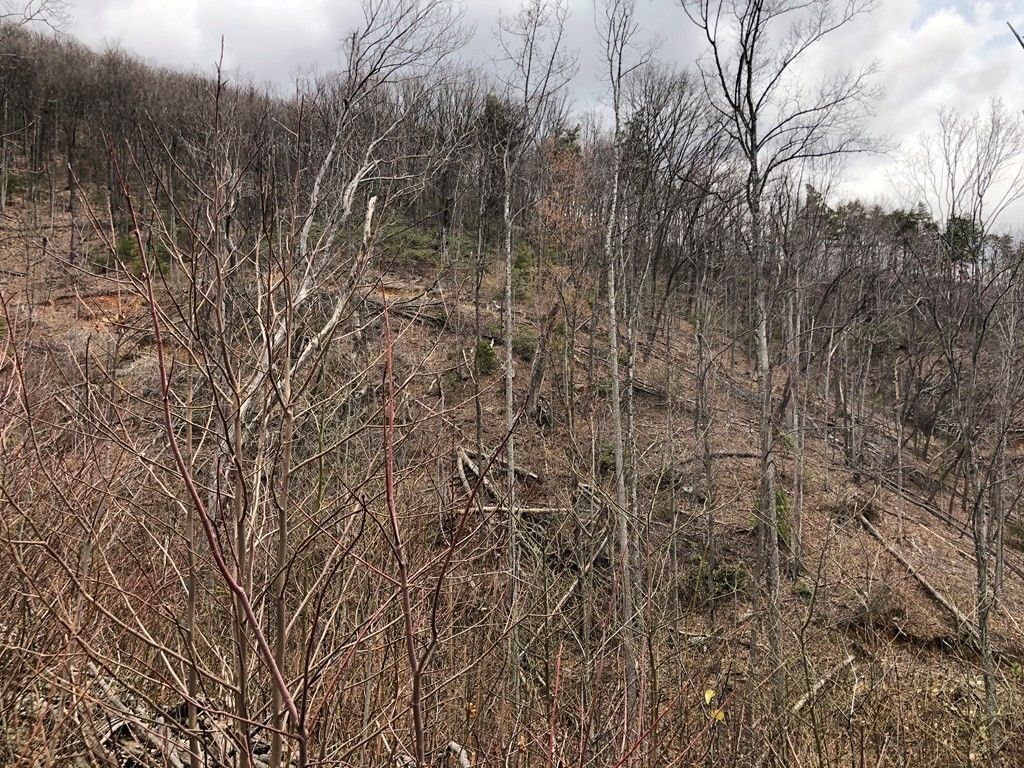 Cana, Carroll County, VA Undeveloped Land, Lakefront Property