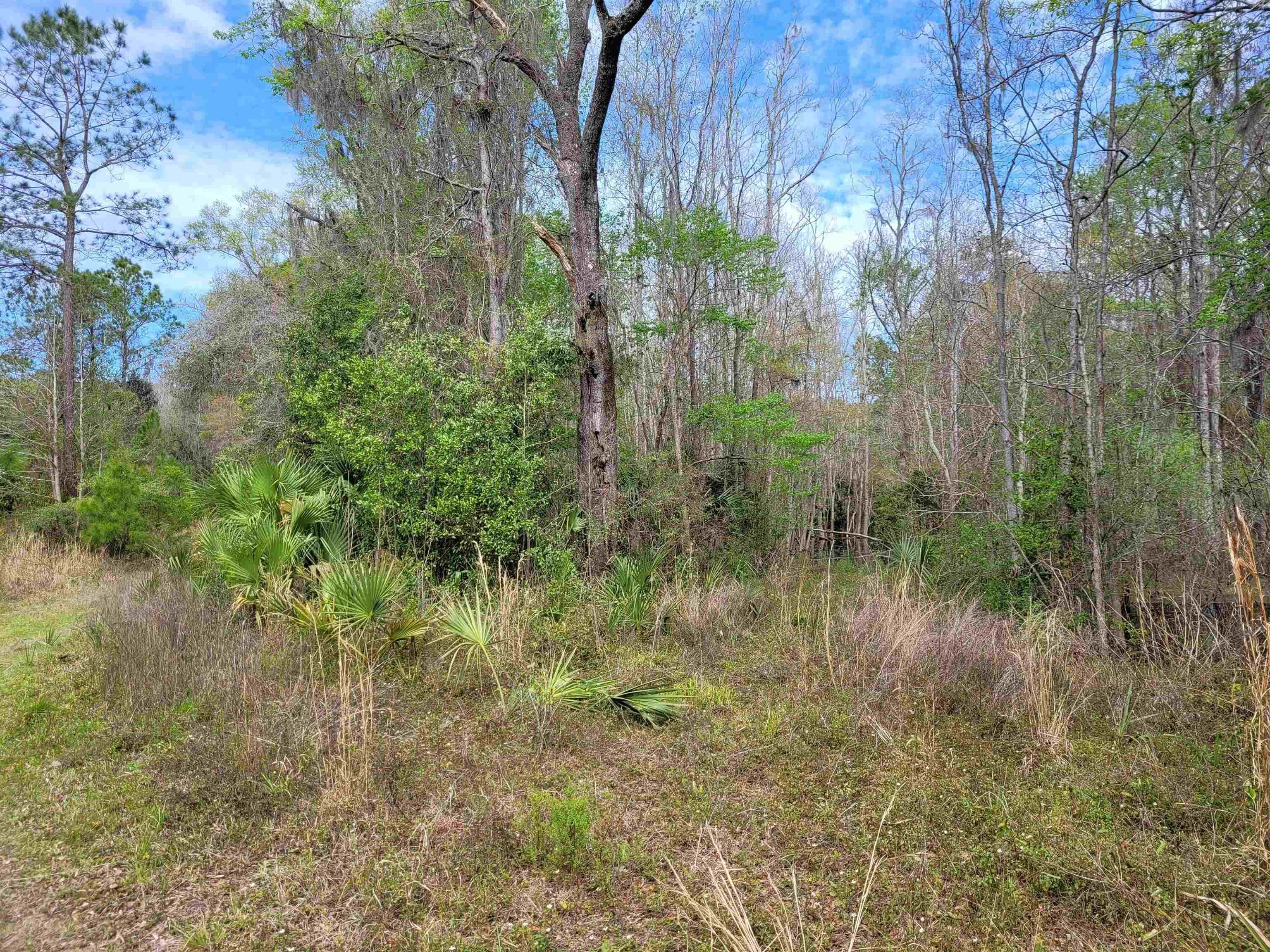 Perry, Taylor County, FL Undeveloped Land for sale Property ID