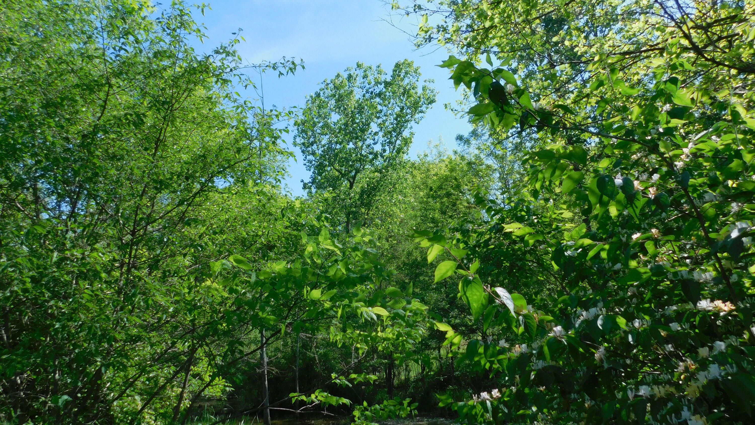 Greenville, Darke County, OH Undeveloped Land, Homesites for sale