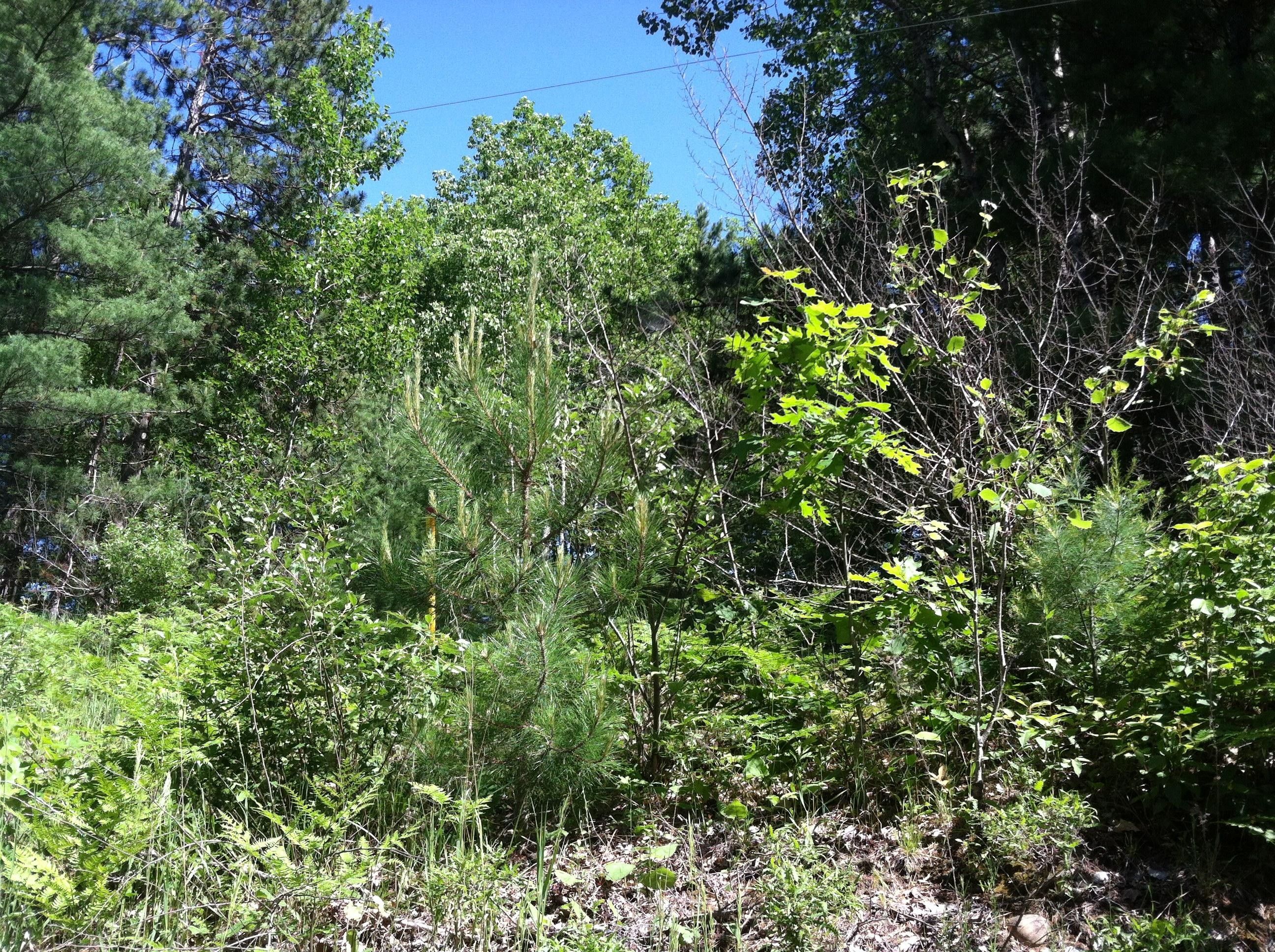Spruce, Alcona County, MI Undeveloped Land, Homesites for sale Property ID 310088480 LandWatch