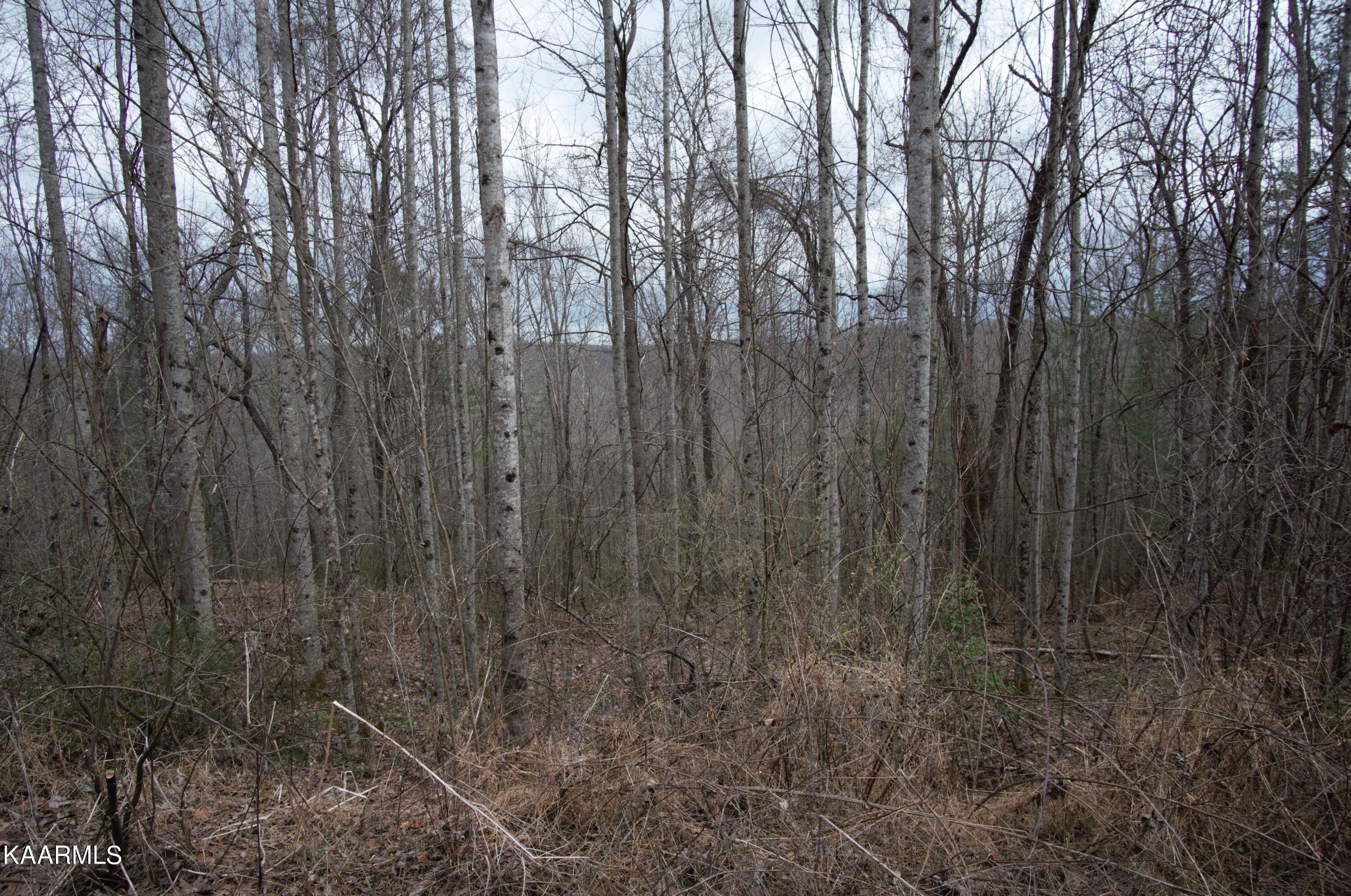 Lancing, County, TN Undeveloped Land, Homesites for sale