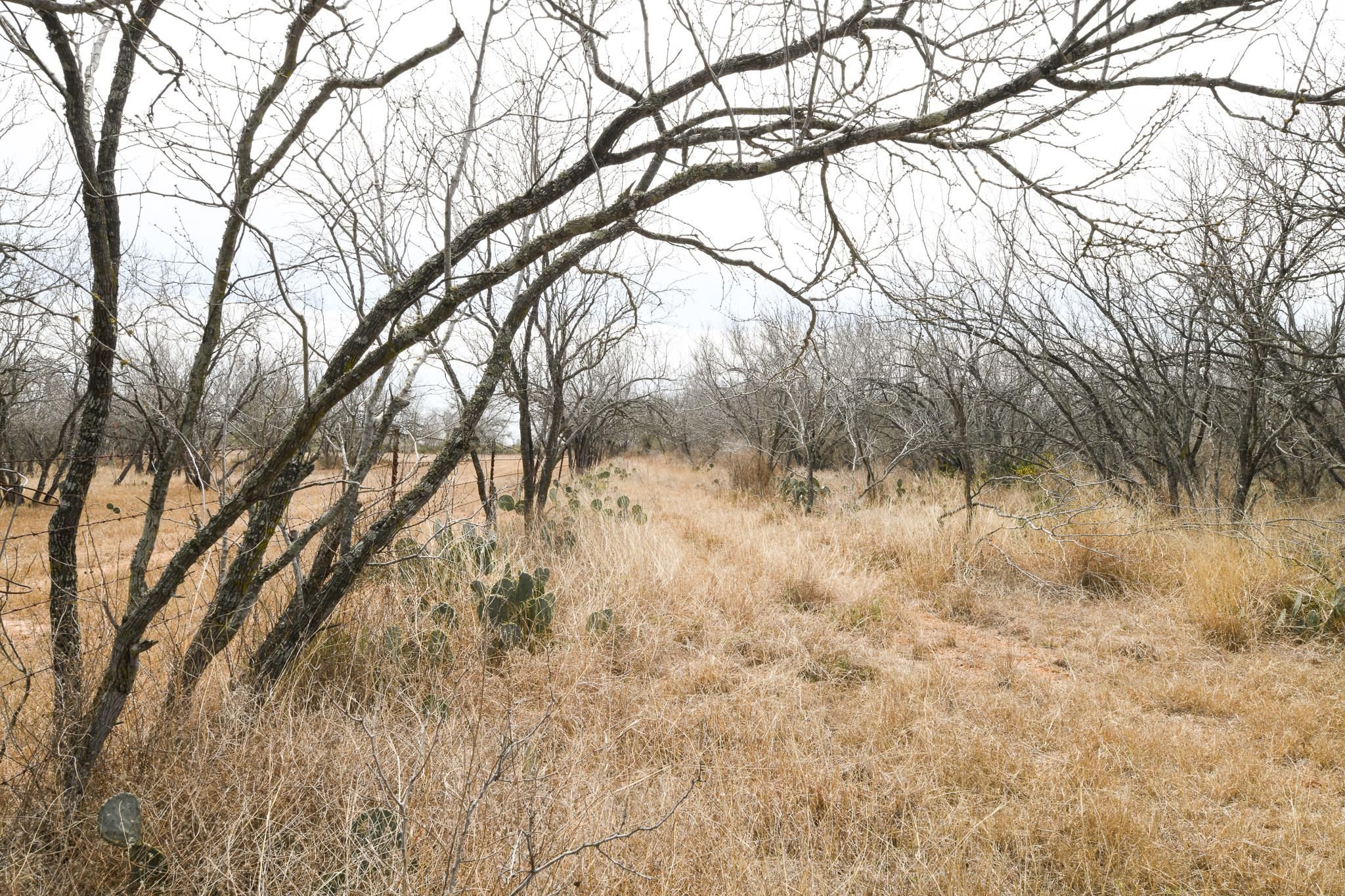 Jourdanton, Atascosa County, TX Farms and Ranches, Undeveloped Land