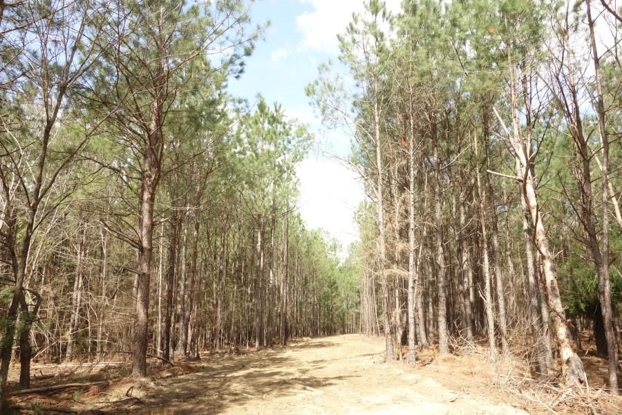 Pomaria, Newberry County, SC Recreational Property, Undeveloped Land