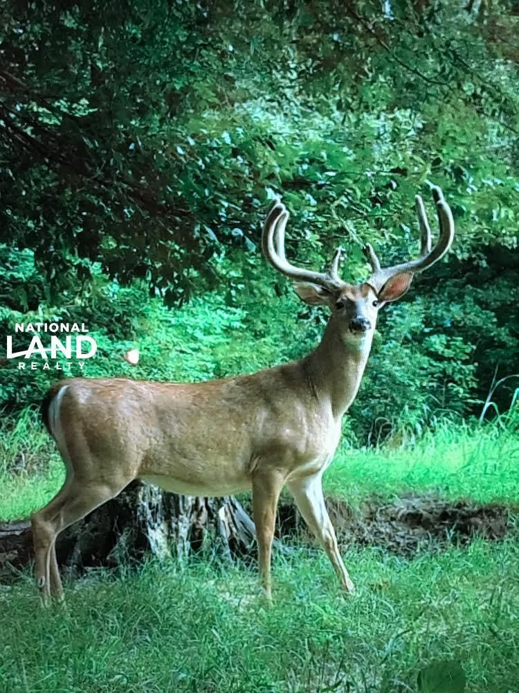 002 Russelville Road, Satartia, MS 39162 LandWatch