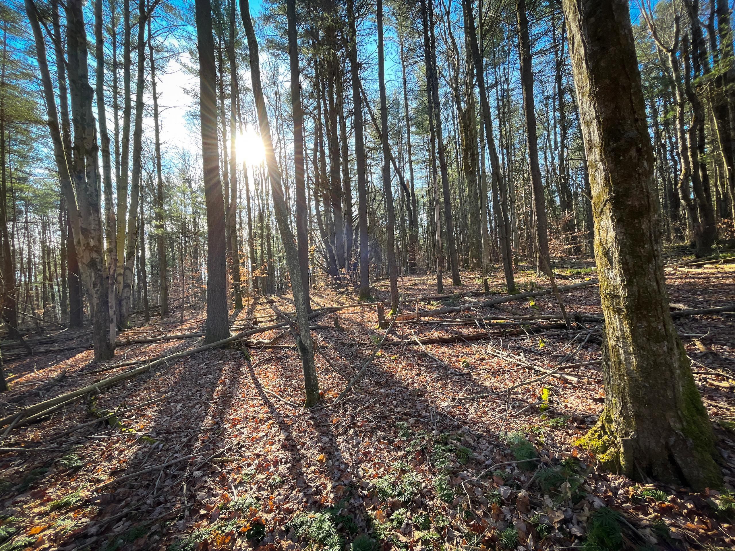 Van Etten, Chemung County, NY Recreational Property, Timberland