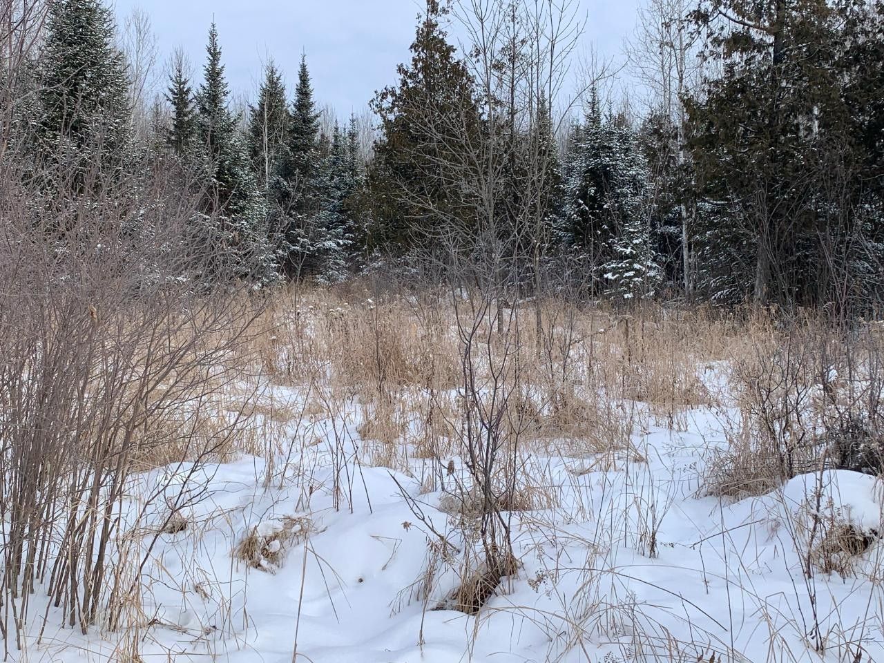 Brantwood, Price County, WI Undeveloped Land for sale Property ID