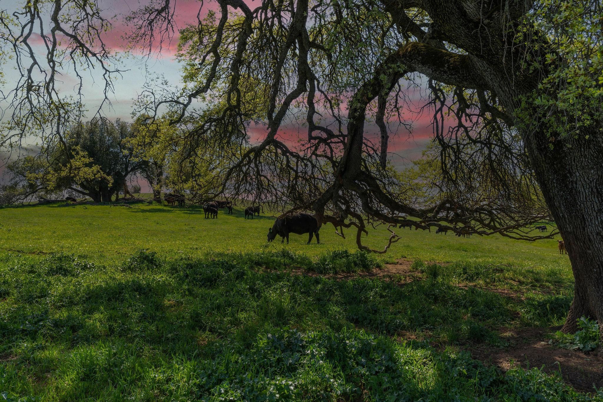 Plymouth, Amador County, CA Farms and Ranches, Undeveloped Land for sale Property ID 411435600