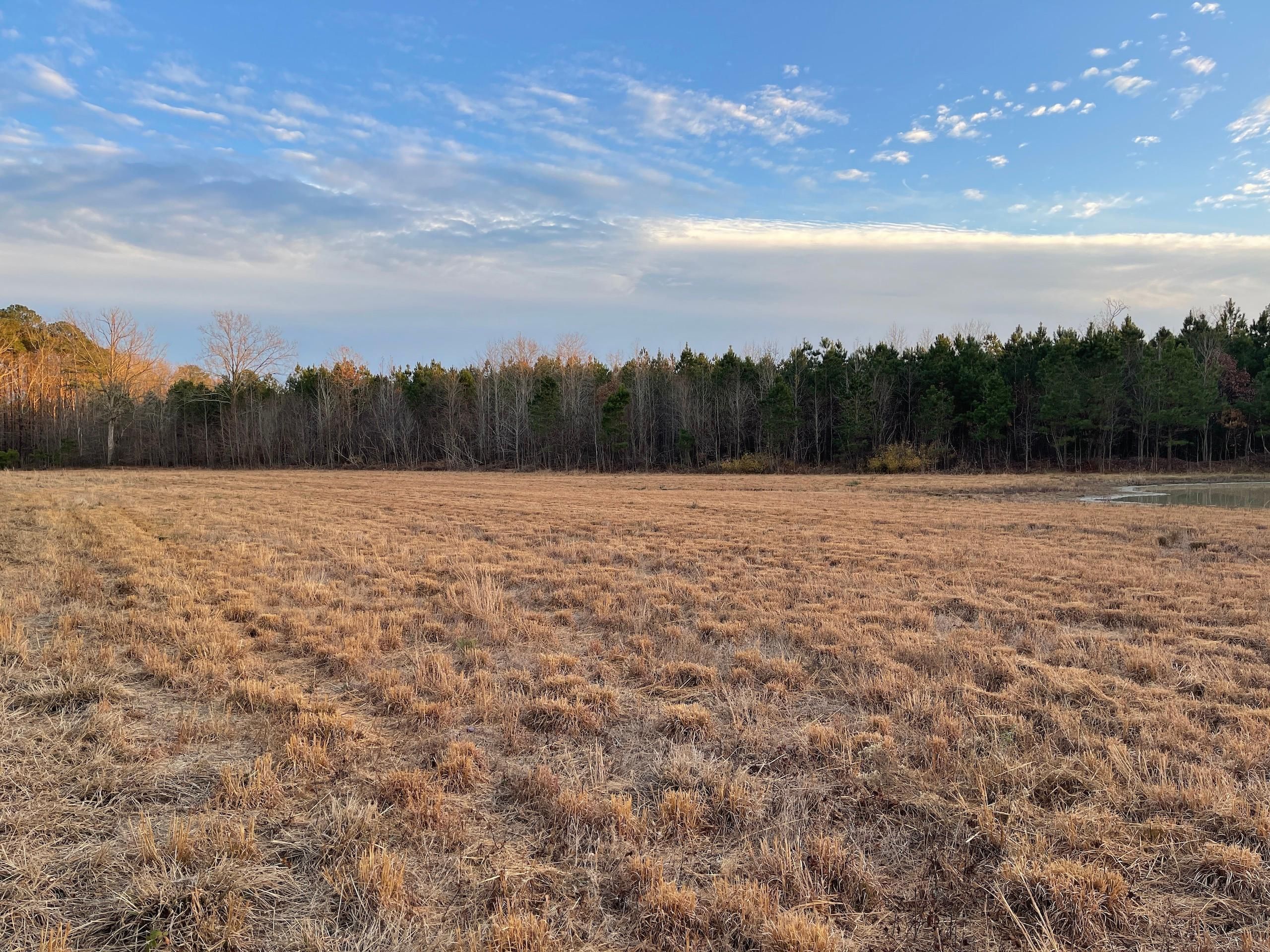 Woodland, Northampton County, NC Recreational Property, Timberland