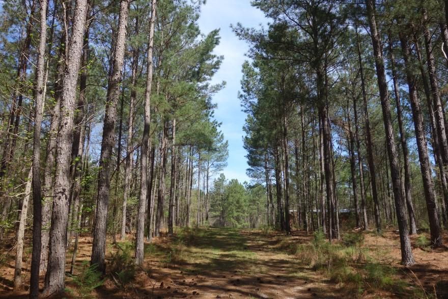 Ridgeway, Fairfield County, SC Recreational Property, Timberland