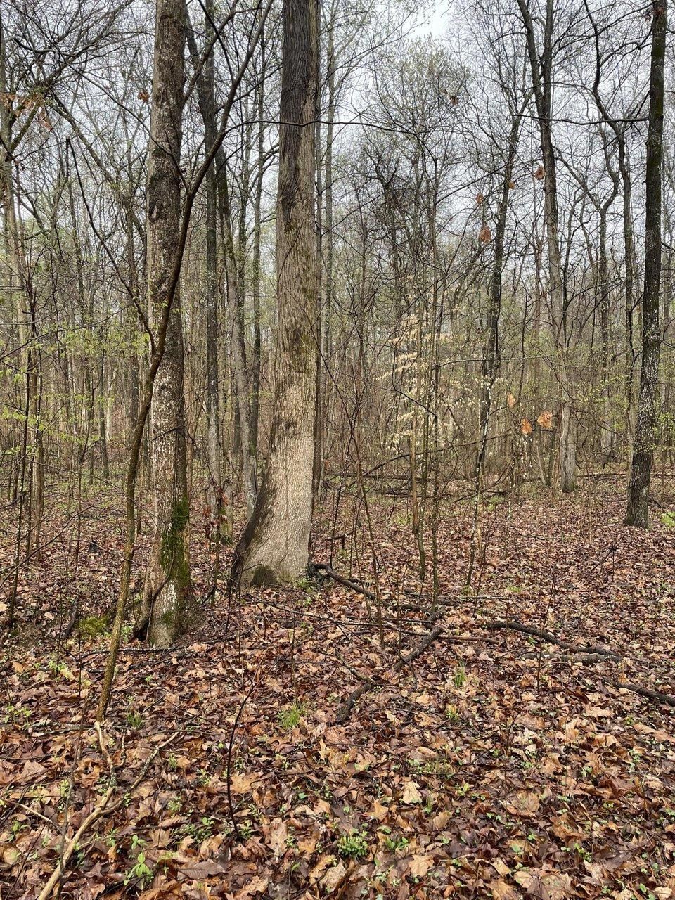 Harrisburg, Poinsett County, AR Recreational Property, Undeveloped Land