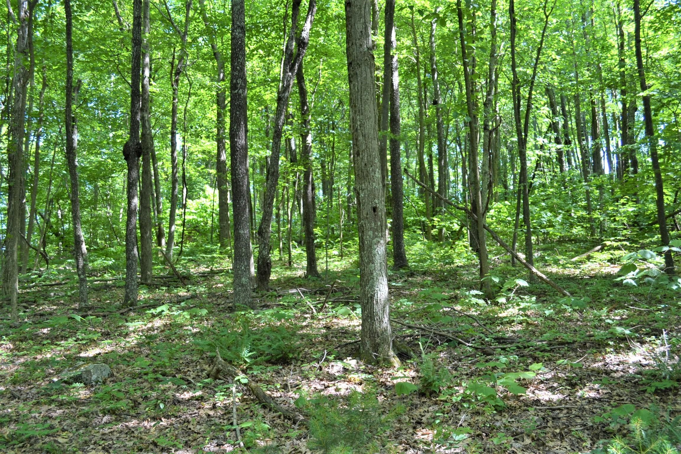 Gap Mills, Monroe County, WV Undeveloped Land for sale Property ID 413185521 LandWatch
