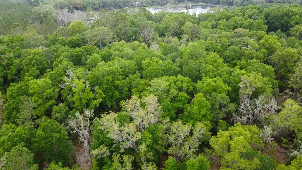 Cross City, Dixie County, FL Undeveloped Land for sale Property ID