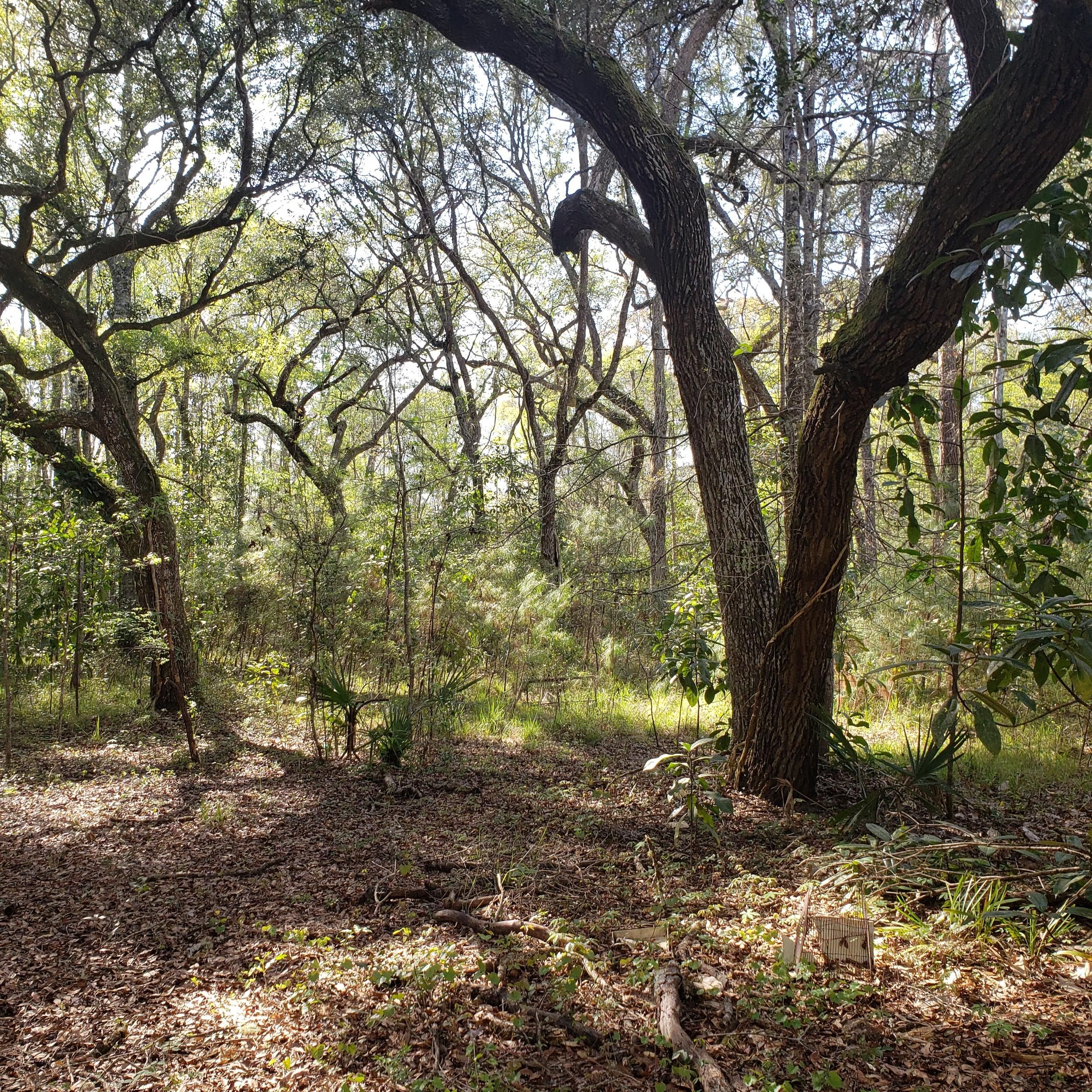 Hortense, Wayne County, GA Recreational Property, Undeveloped Land for