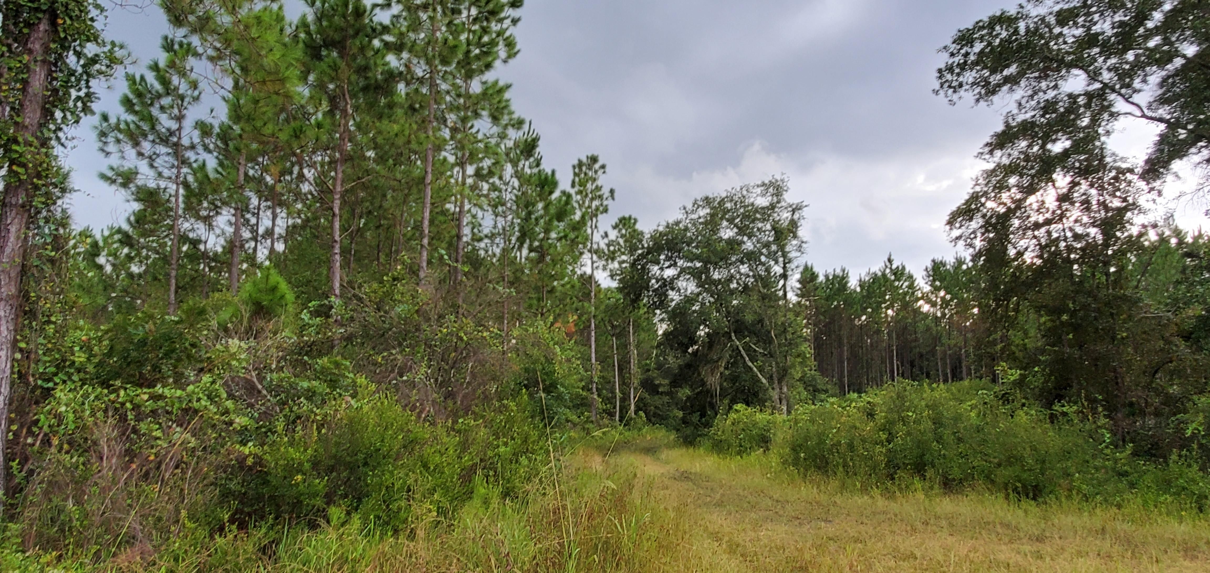 Lee, Madison County, FL Recreational Property, Undeveloped Land