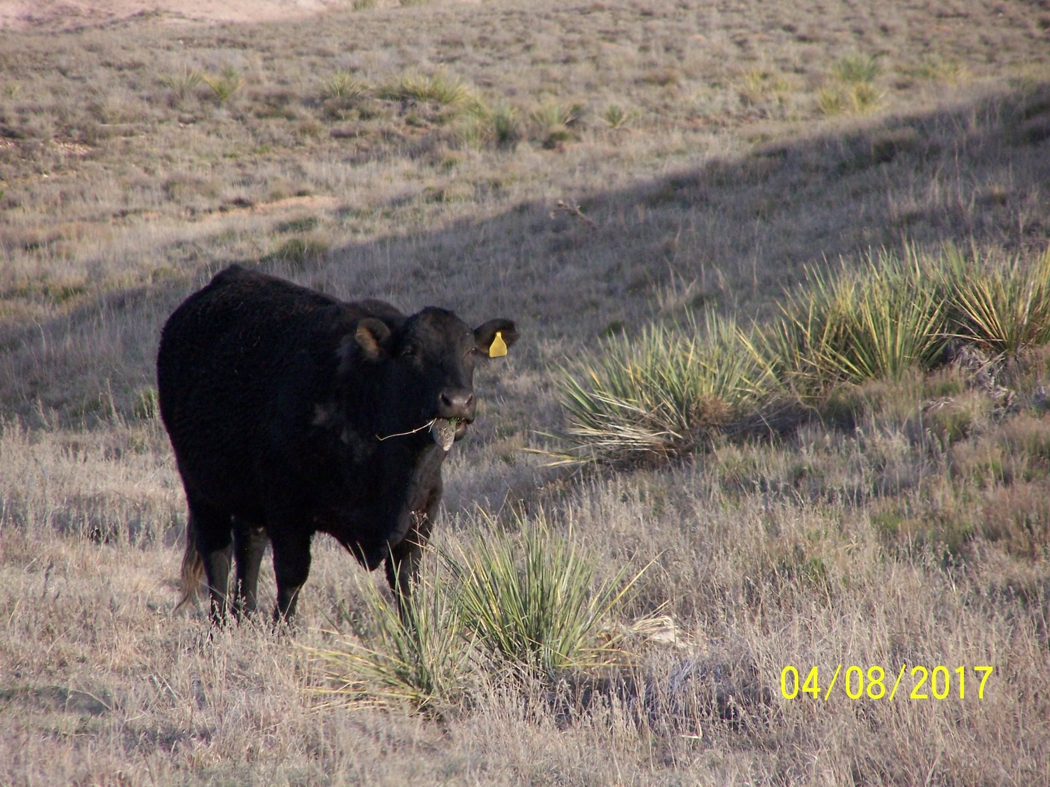 3,360 acres in Melrose, NM, 88124 LandWatch