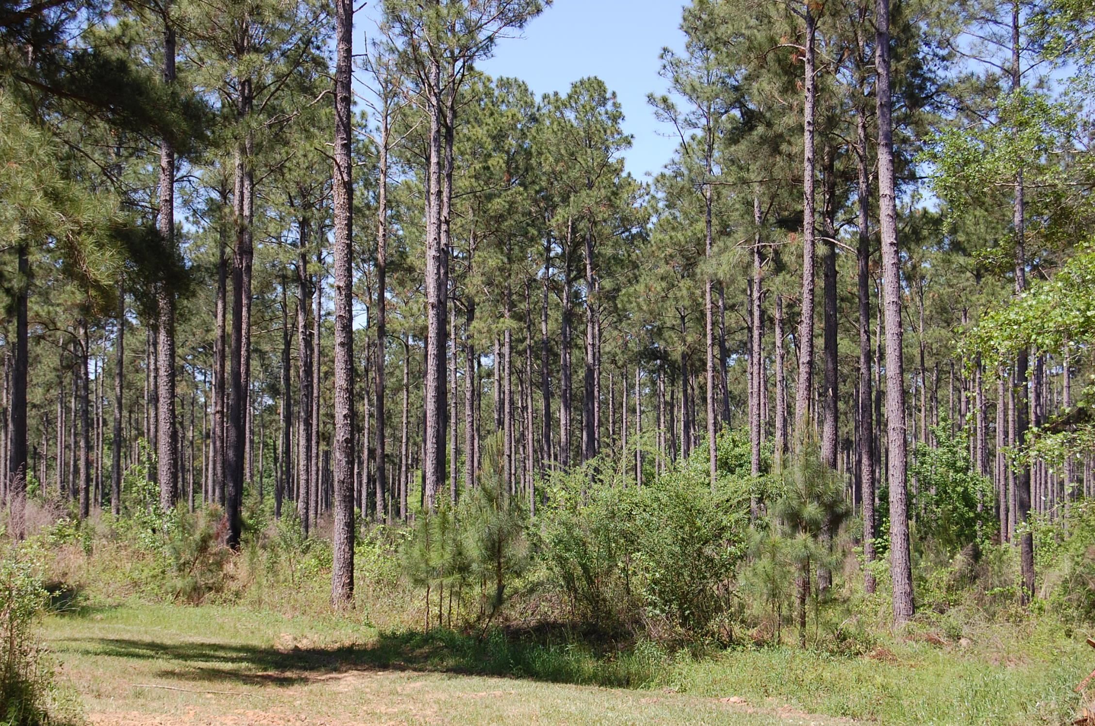 Meigs, Mitchell County, GA Recreational Property, Timberland Property