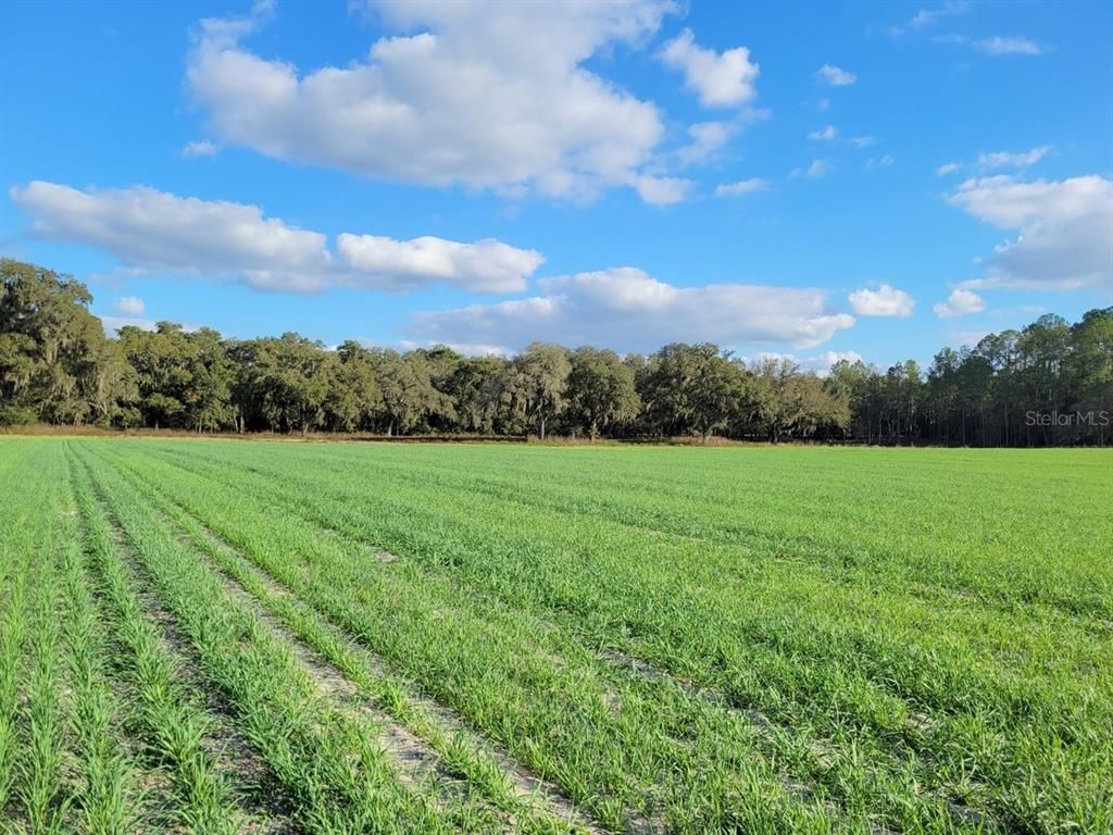 Fort McCoy, Marion County, FL Farms and Ranches, Recreational Property