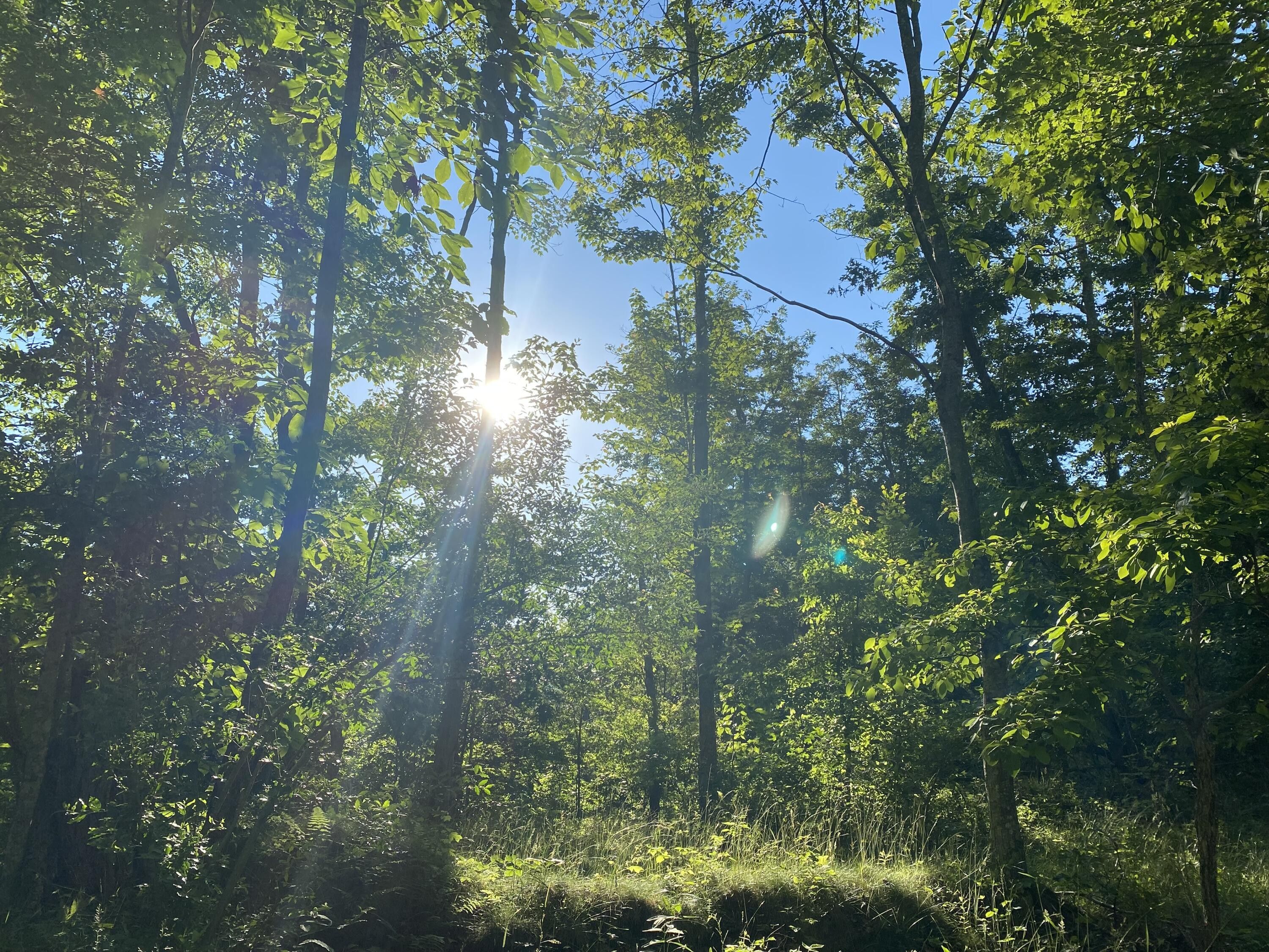 Williamsburg, Greenbrier County, WV Undeveloped Land for sale Property