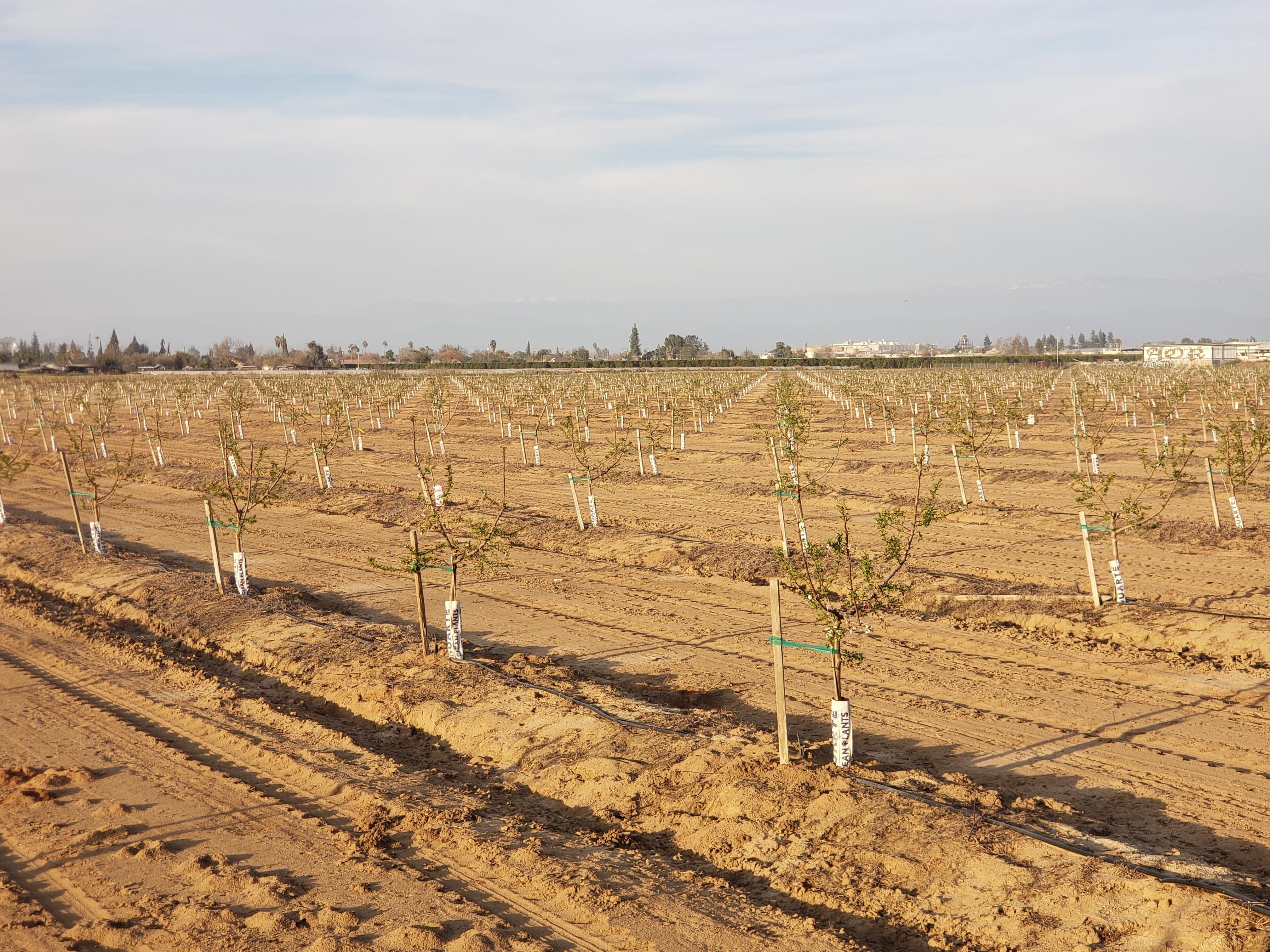 Sanger, Fresno County, CA Farms and Ranches for sale Property ID