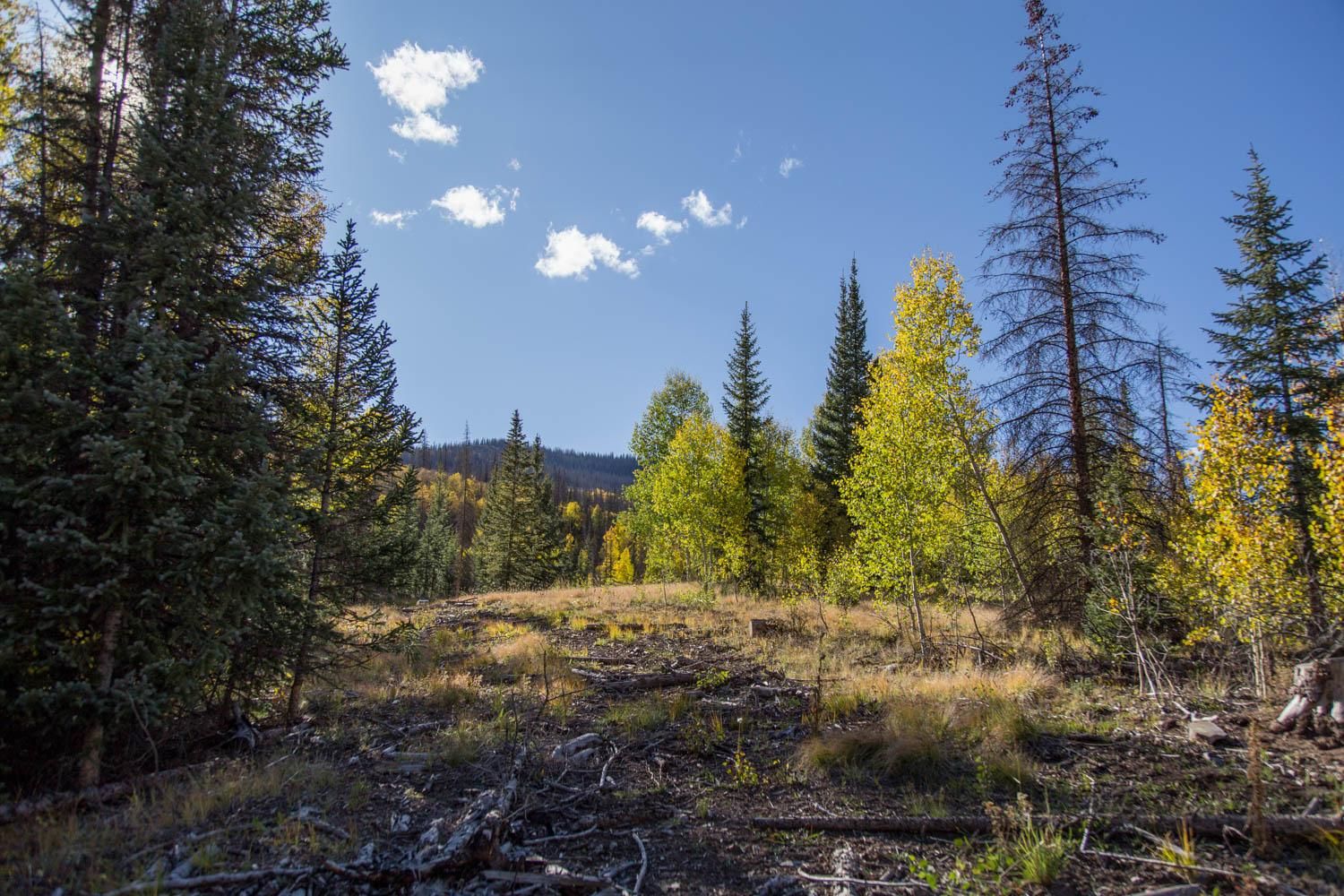 Creede, Mineral County, CO Timberland Property, Undeveloped Land