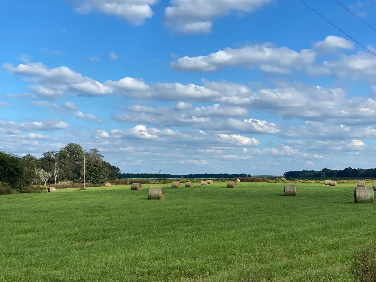 Mayo, Lafayette County, FL Farms and Ranches, Commercial Property