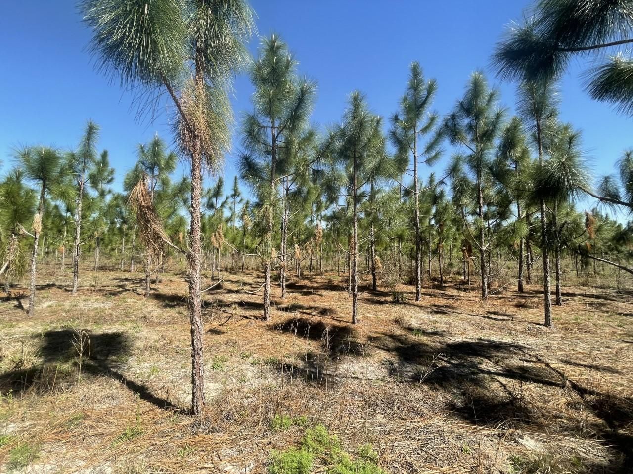 Northeast Thalia Road, Mayo, FL 32066 MLS 113315 LandWatch